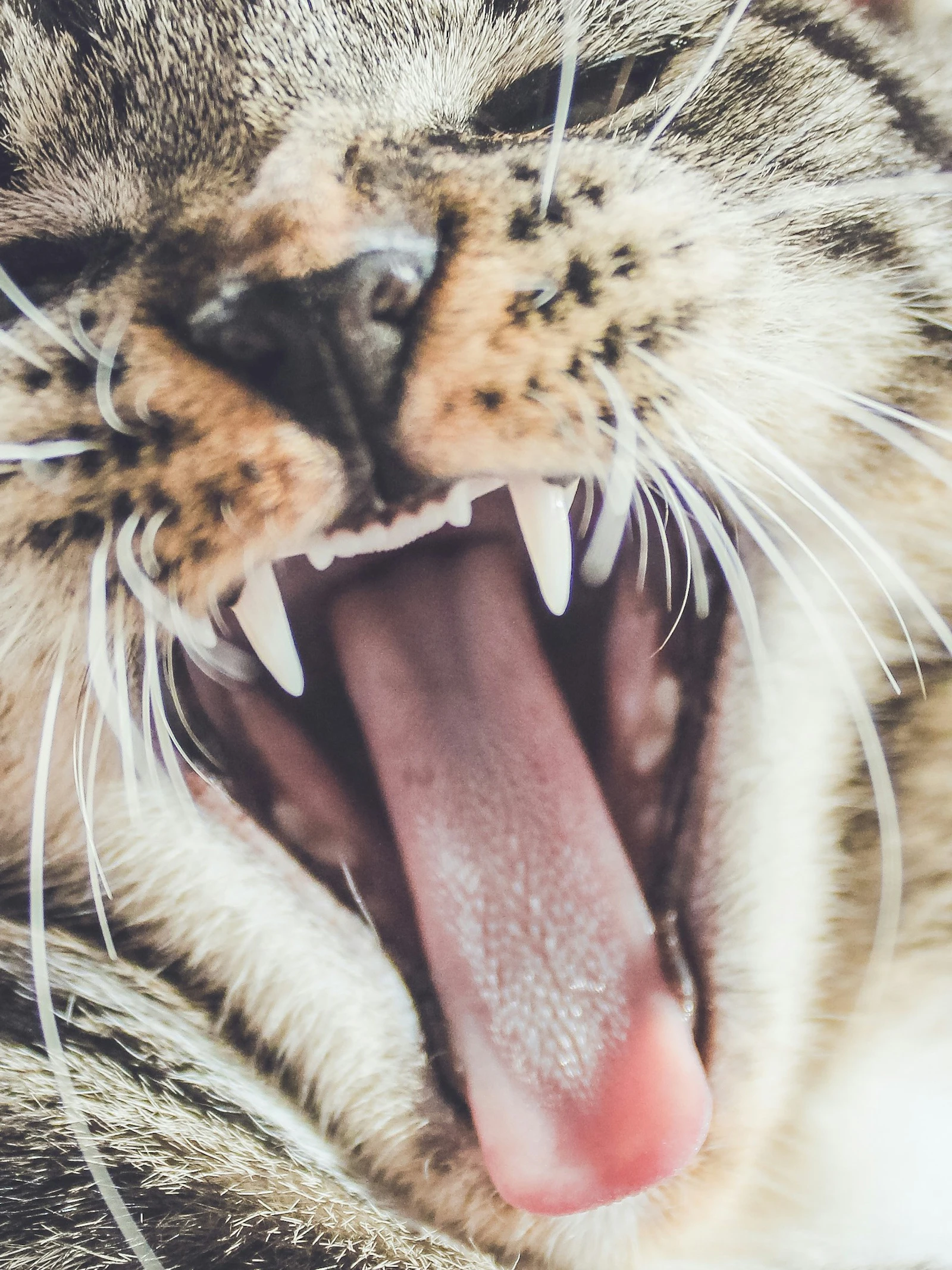 Snijden óf vermalen: de tand van zoogdieren moet kiezen