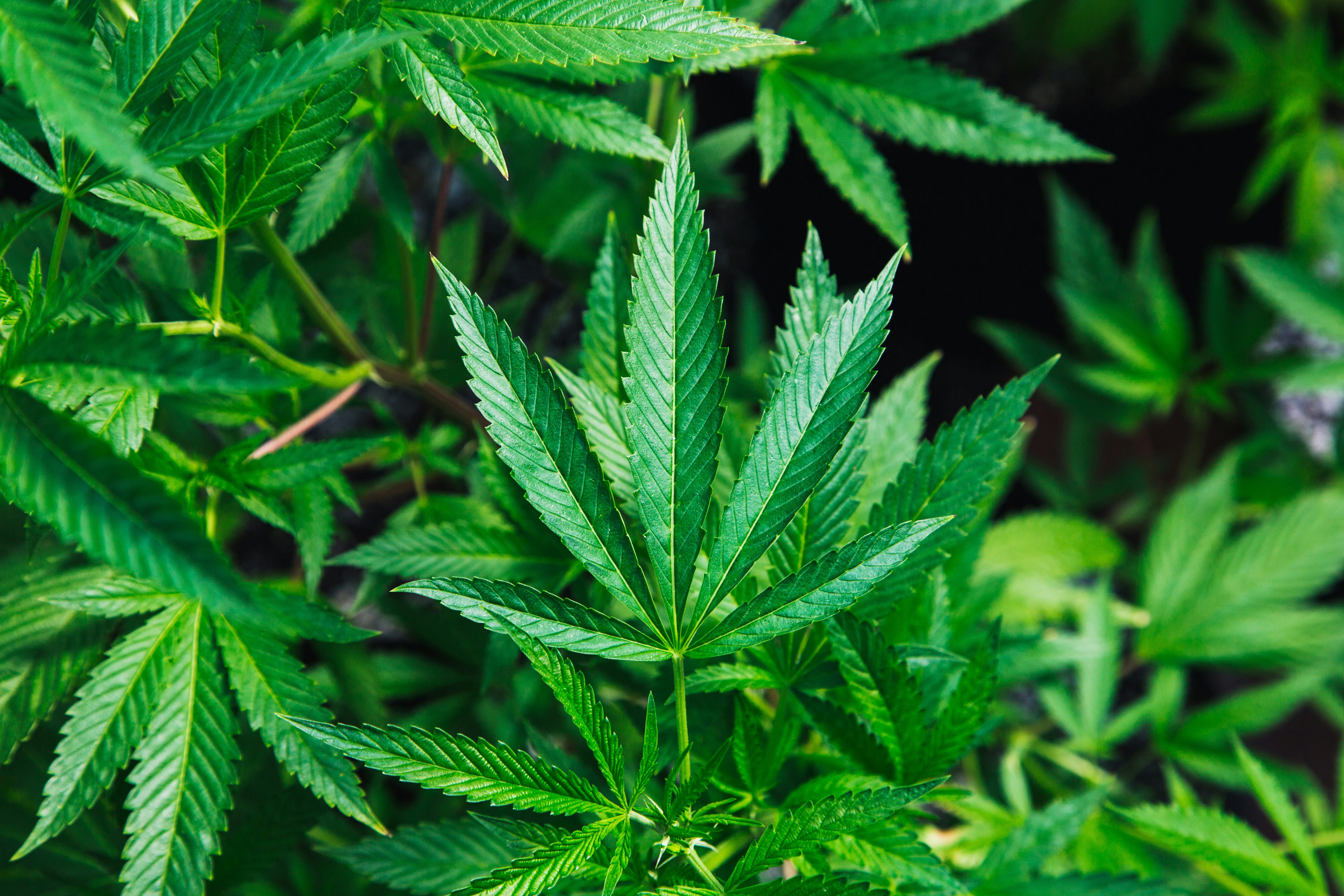 Stoffen uit cannabis temperen onrust bij dementie