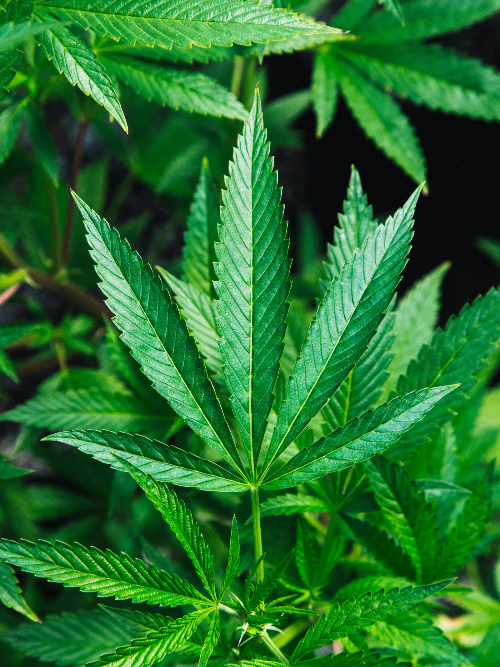 Stoffen uit cannabis temperen onrust bij dementie