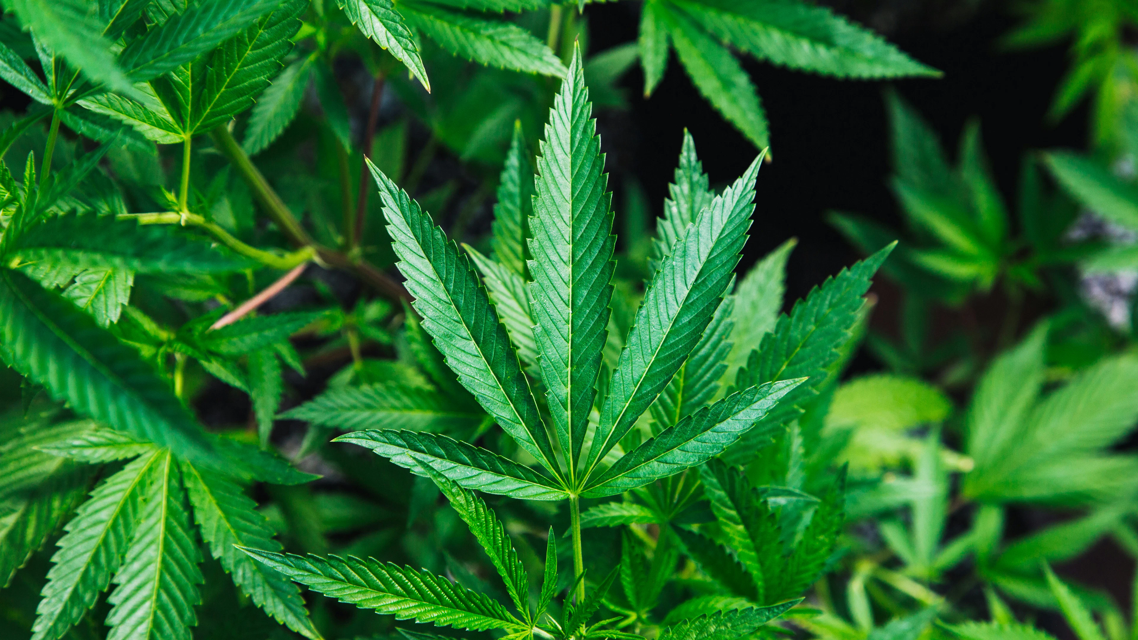 Stoffen uit cannabis temperen onrust bij dementie