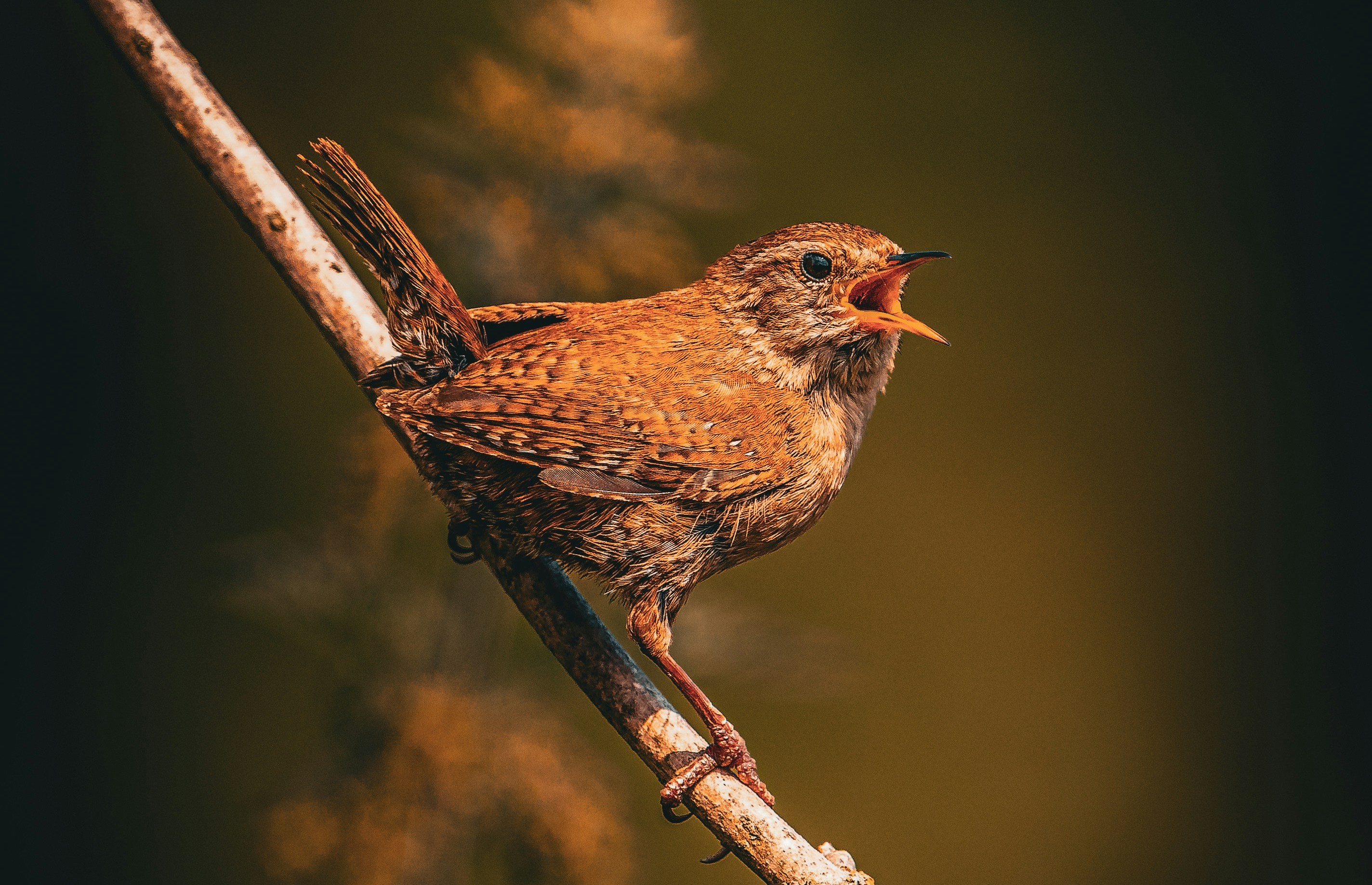 Elke zangvogel kiest uit acht patronen