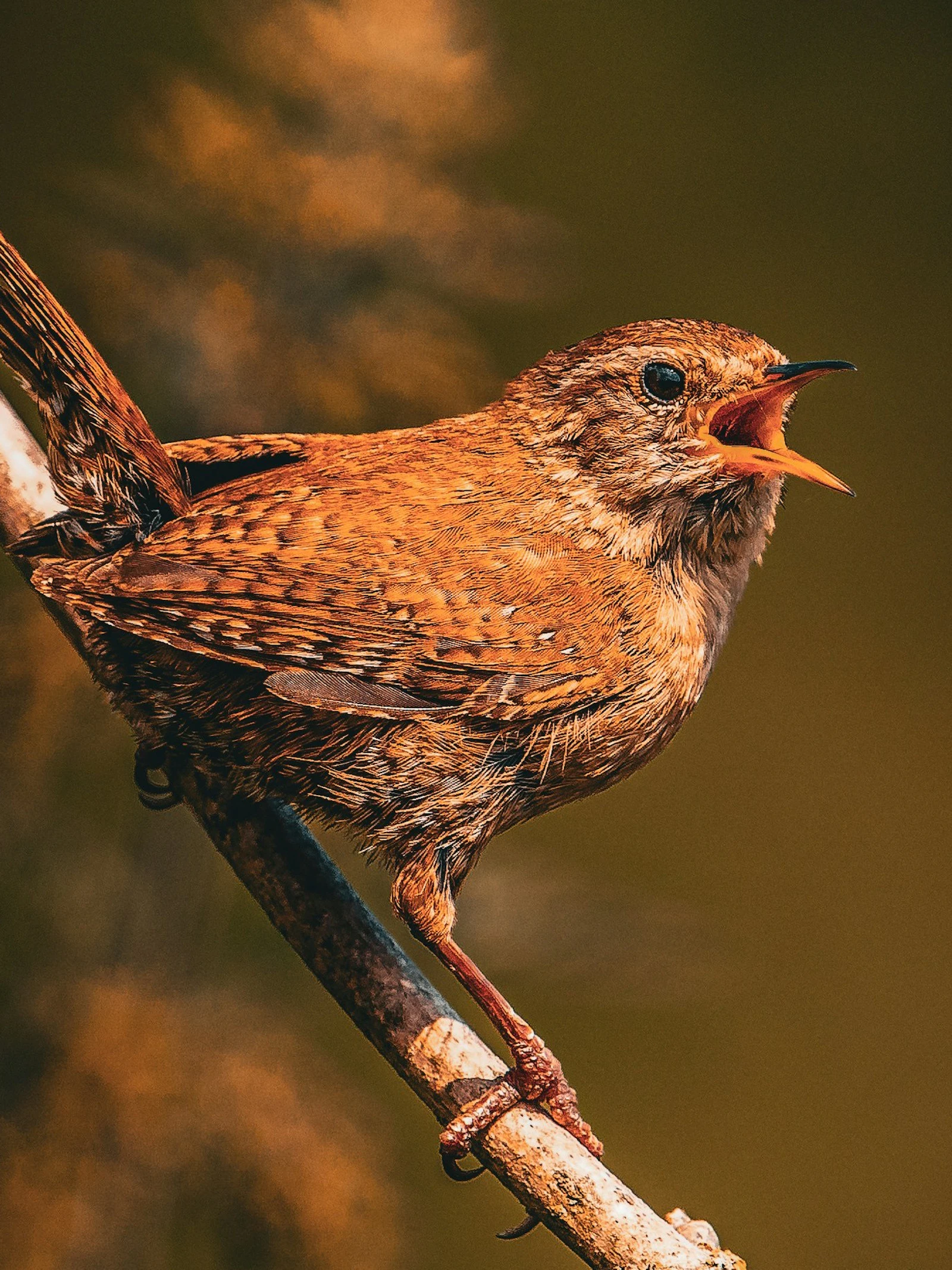 Elke zangvogel kiest uit acht patronen
