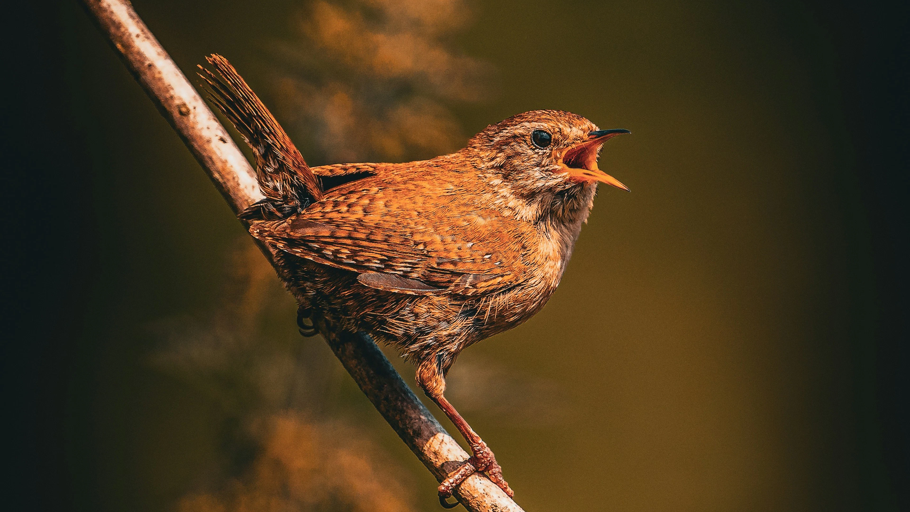 Elke zangvogel kiest uit acht patronen