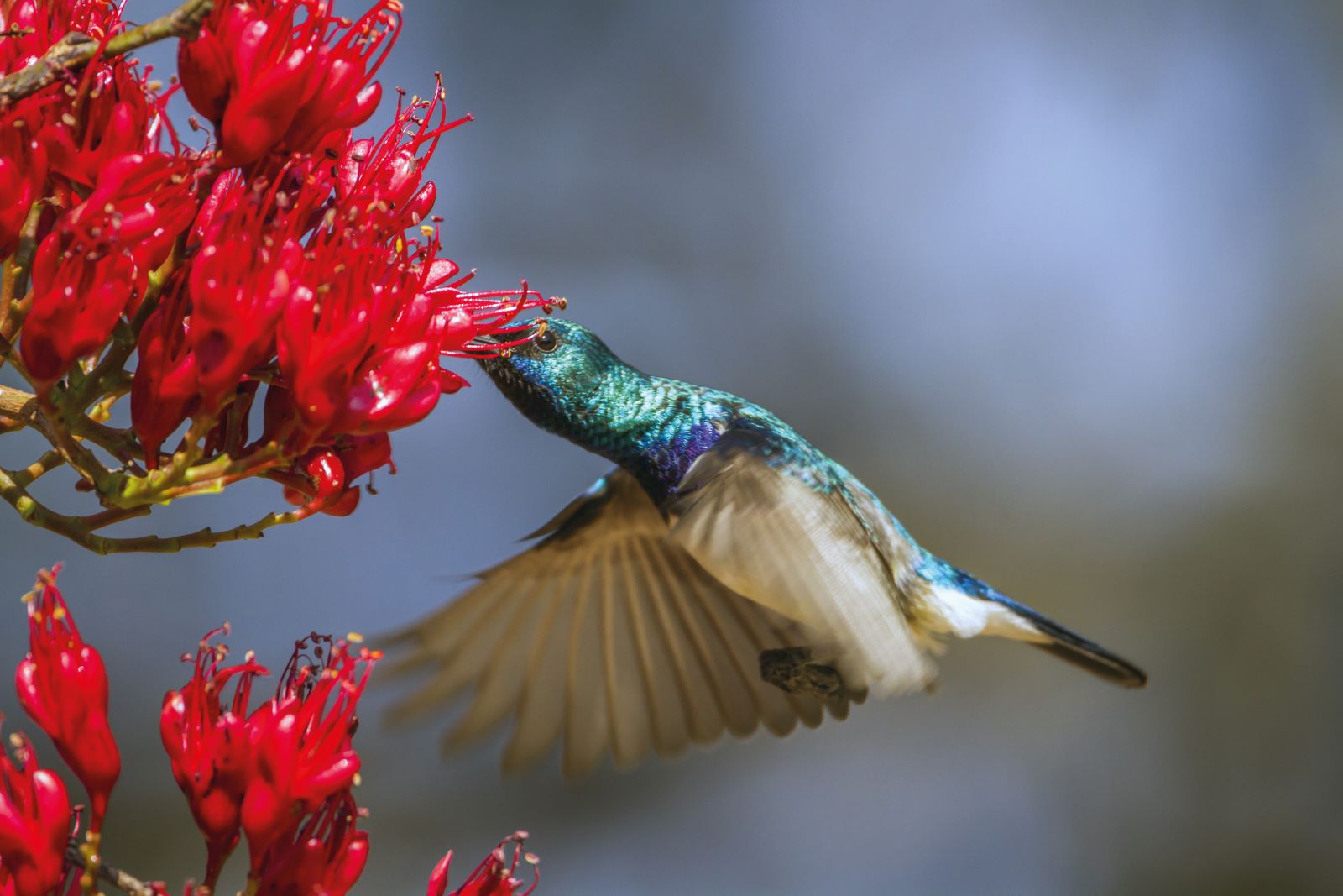 Vogels en hitte: de ene gevederde drinker is de andere niet