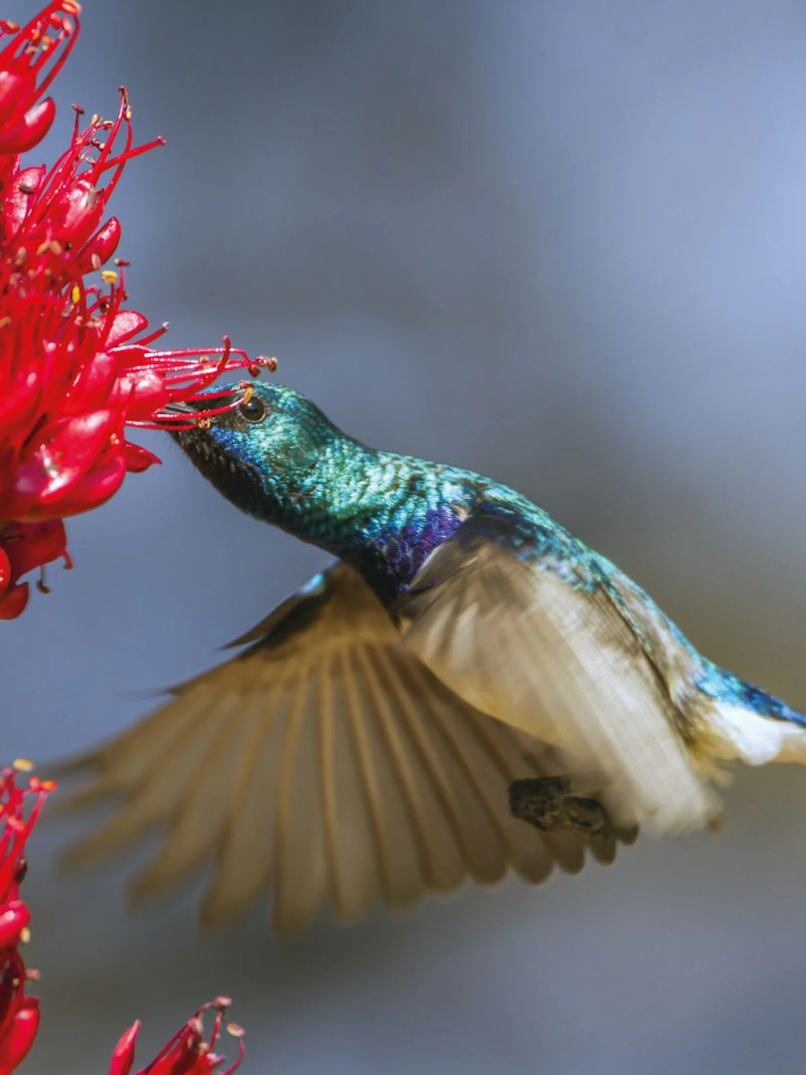 Vogels en hitte: de ene gevederde drinker is de andere niet