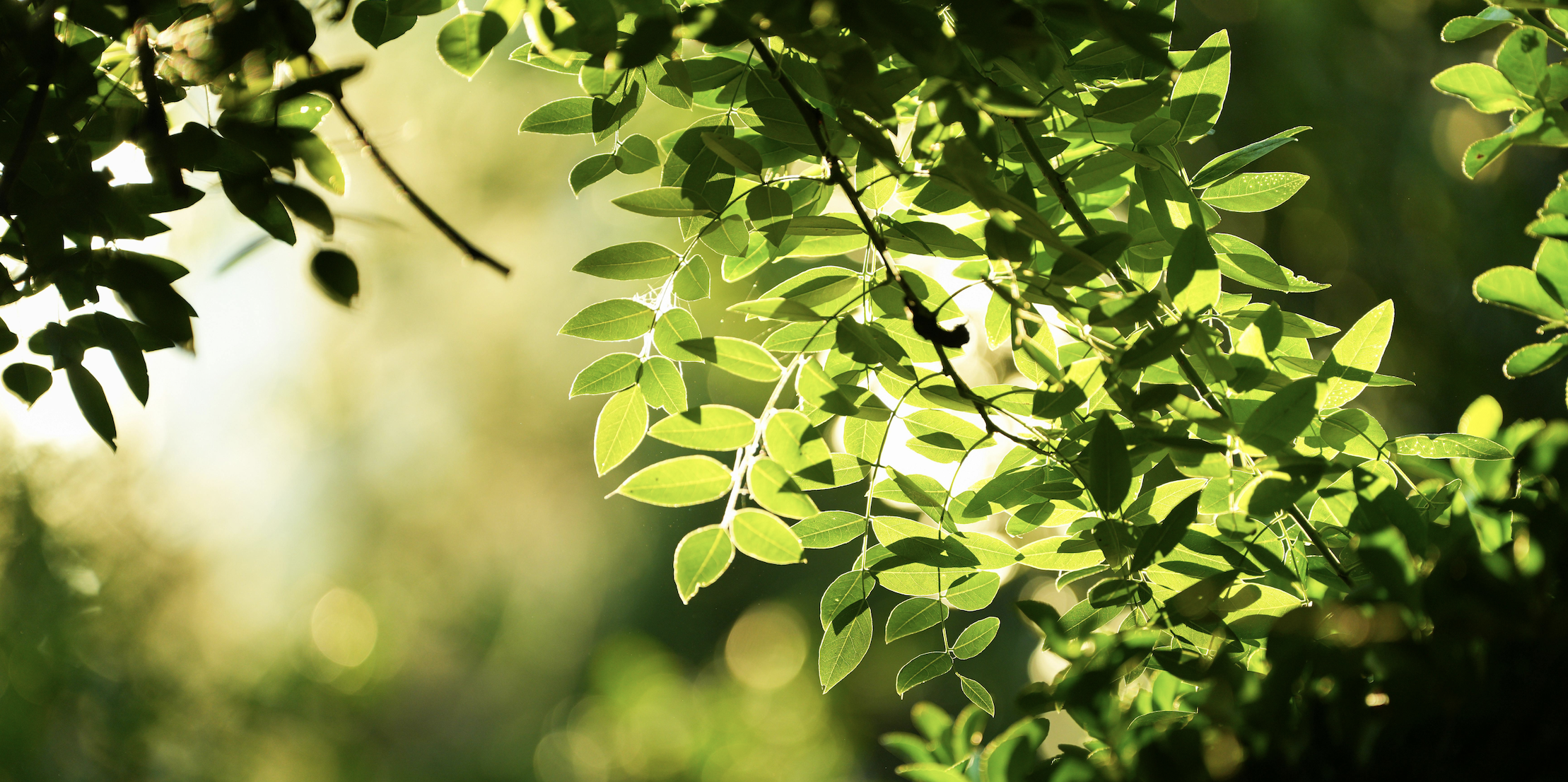 Waarom zijn planten groen?