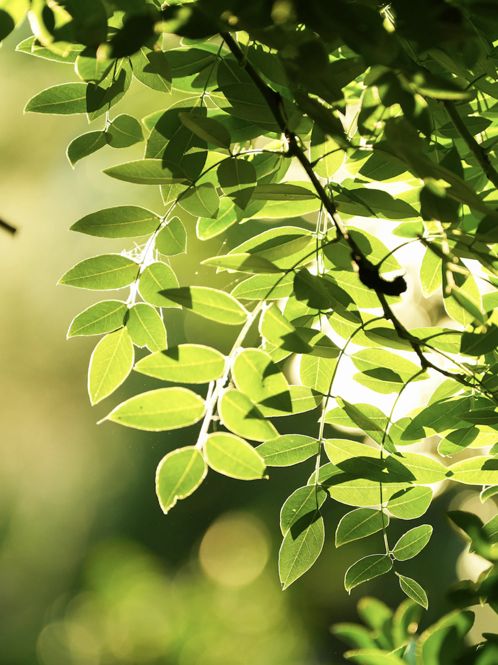 Waarom zijn planten groen?