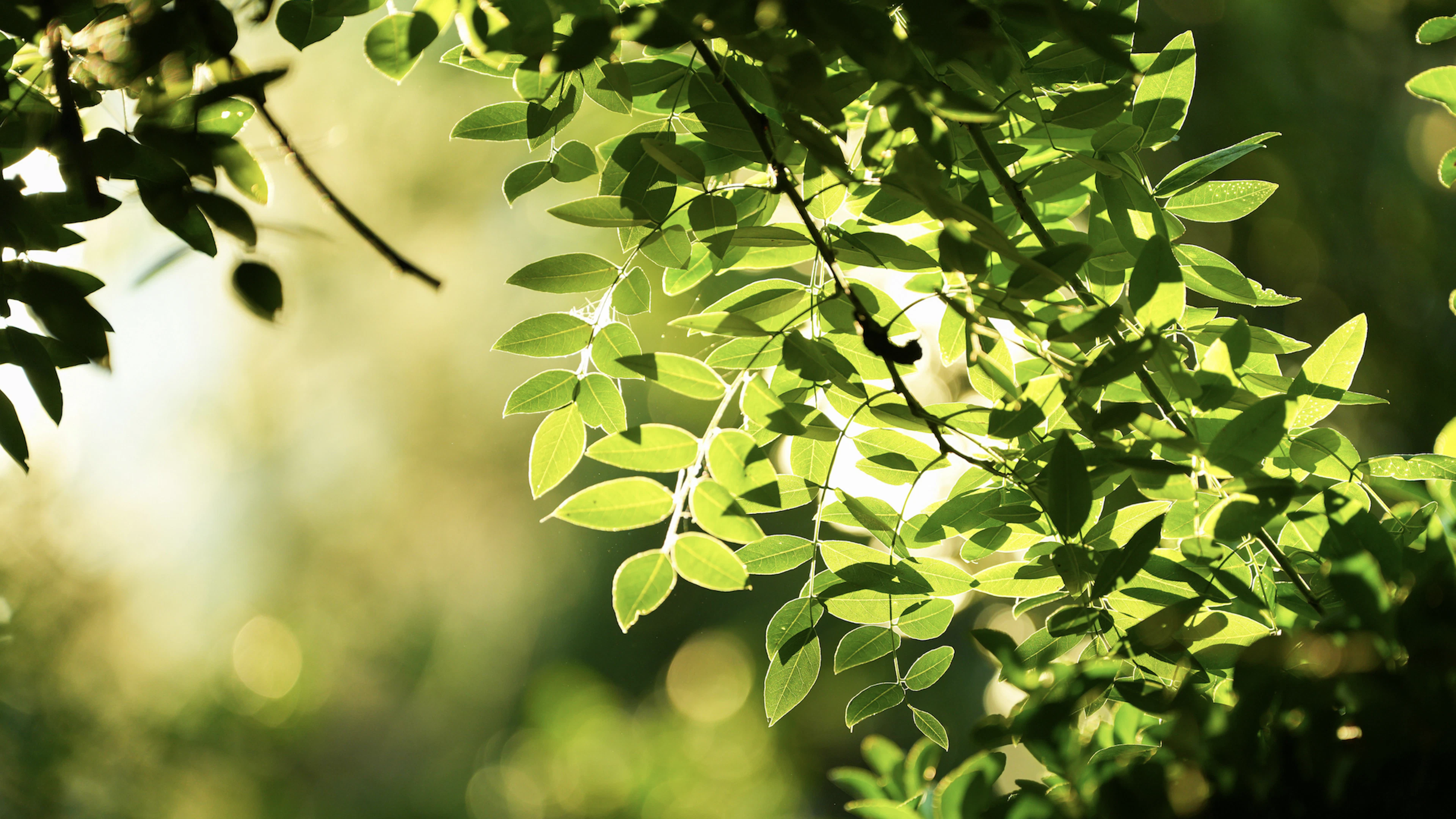Waarom zijn planten groen?
