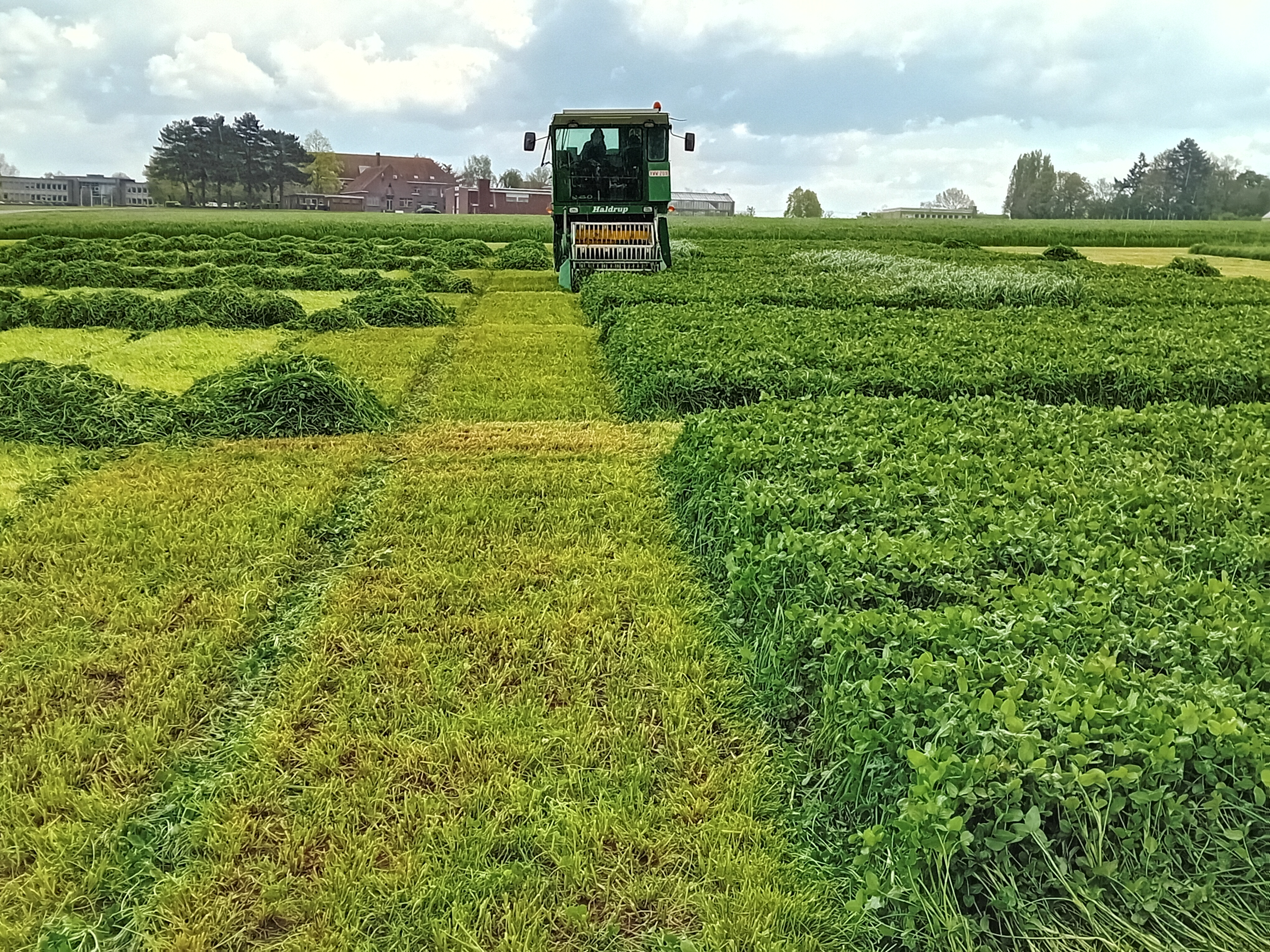ILVO proefveld grasveredeling