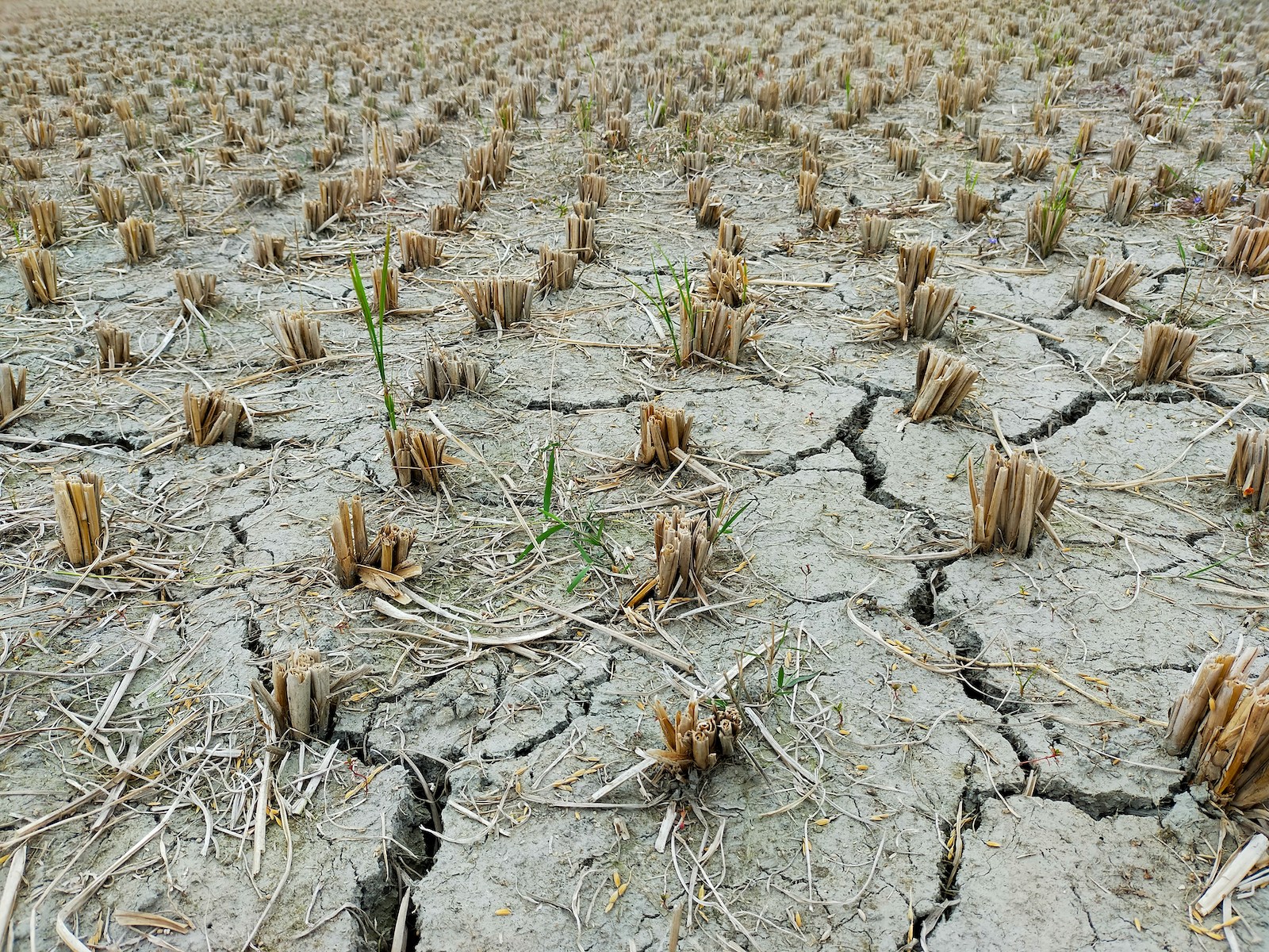 Vijf lessen uit de droogte