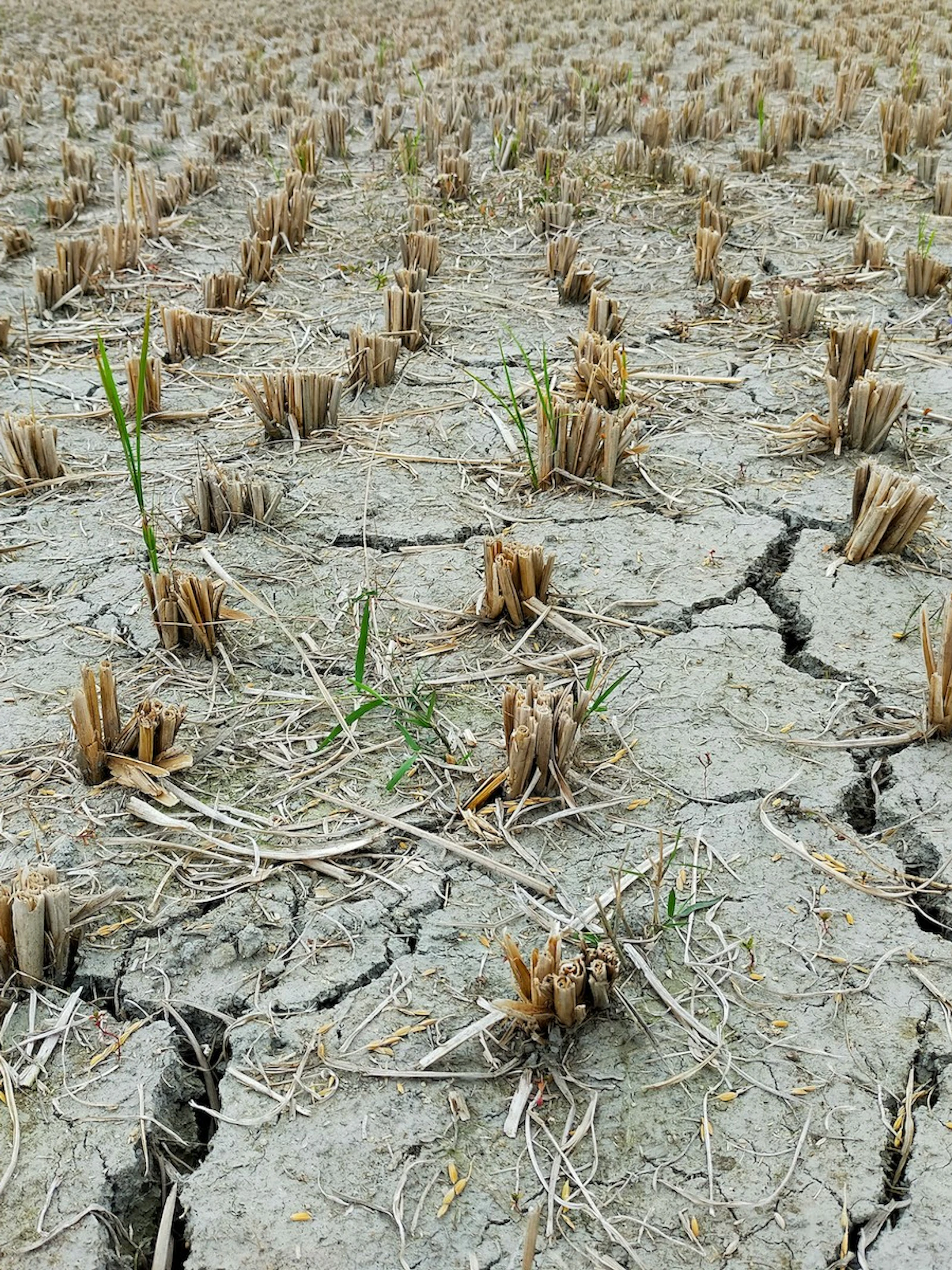 Vijf lessen uit de droogte