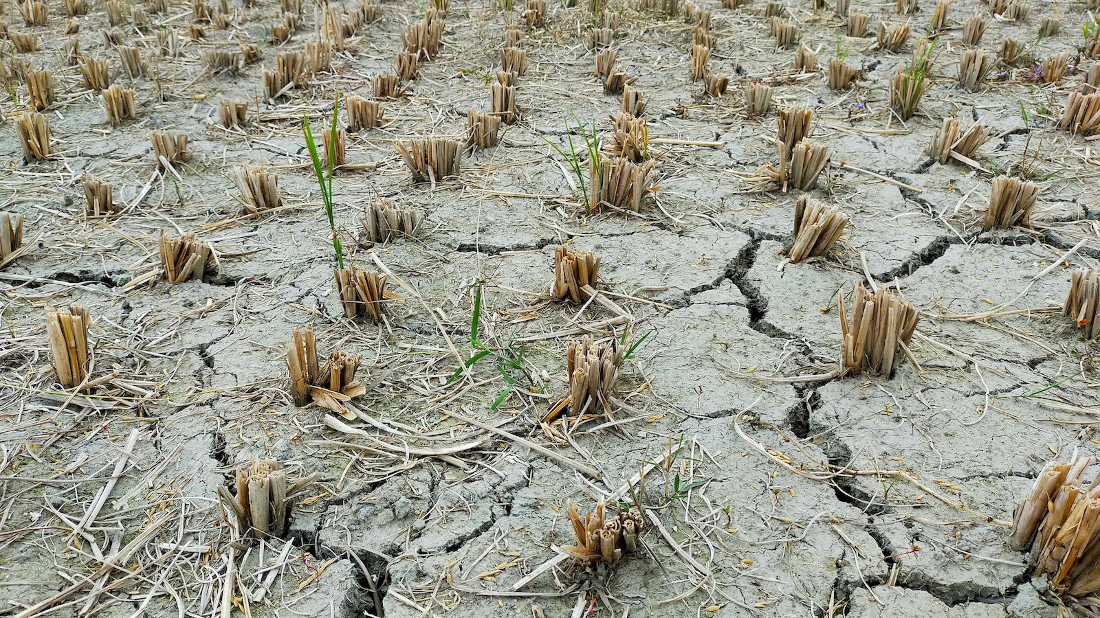 Vijf lessen uit de droogte