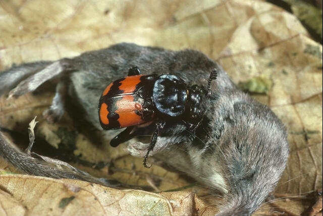 Flexibel ouderschap op dode muis