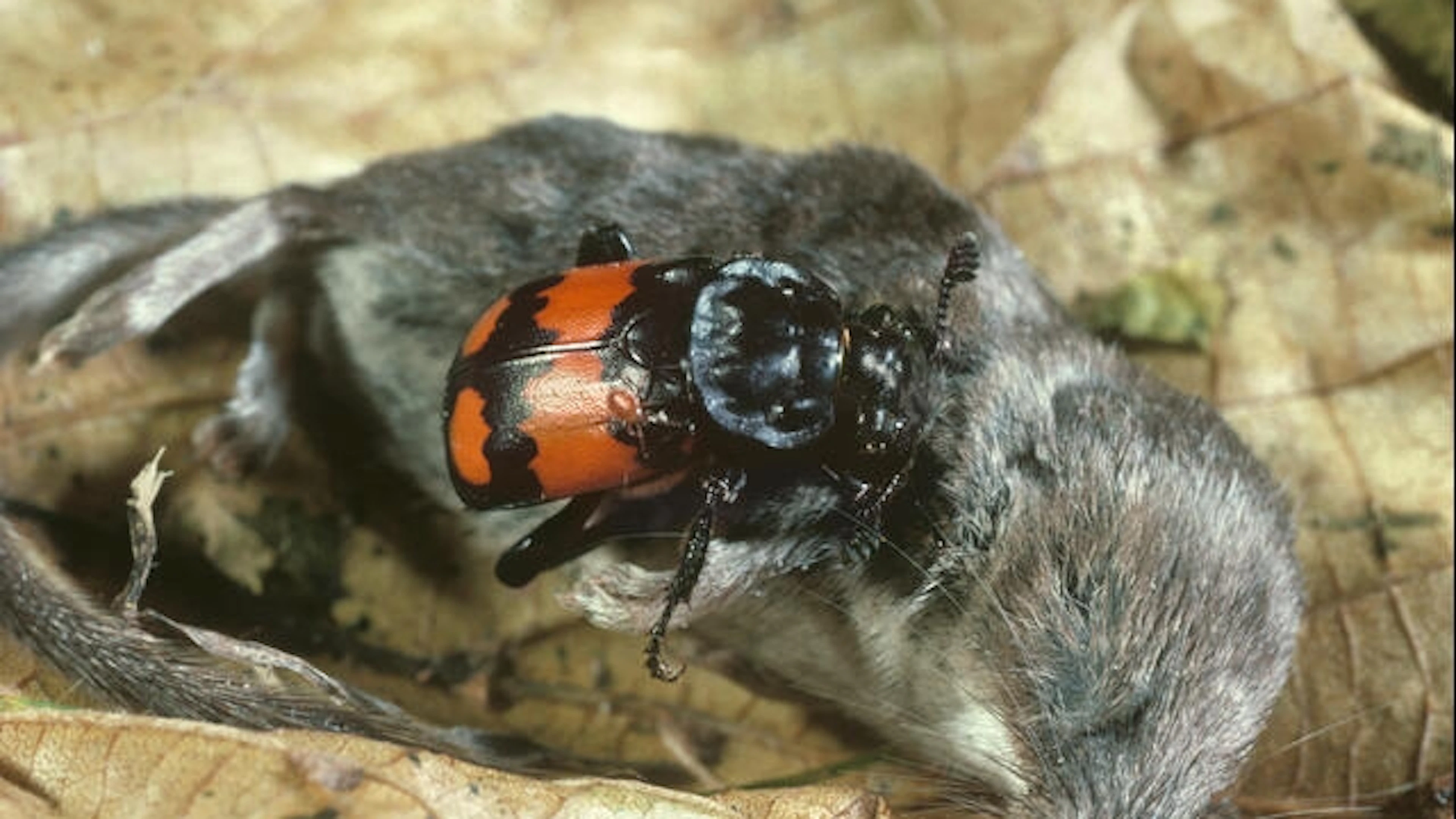 Flexibel ouderschap op dode muis