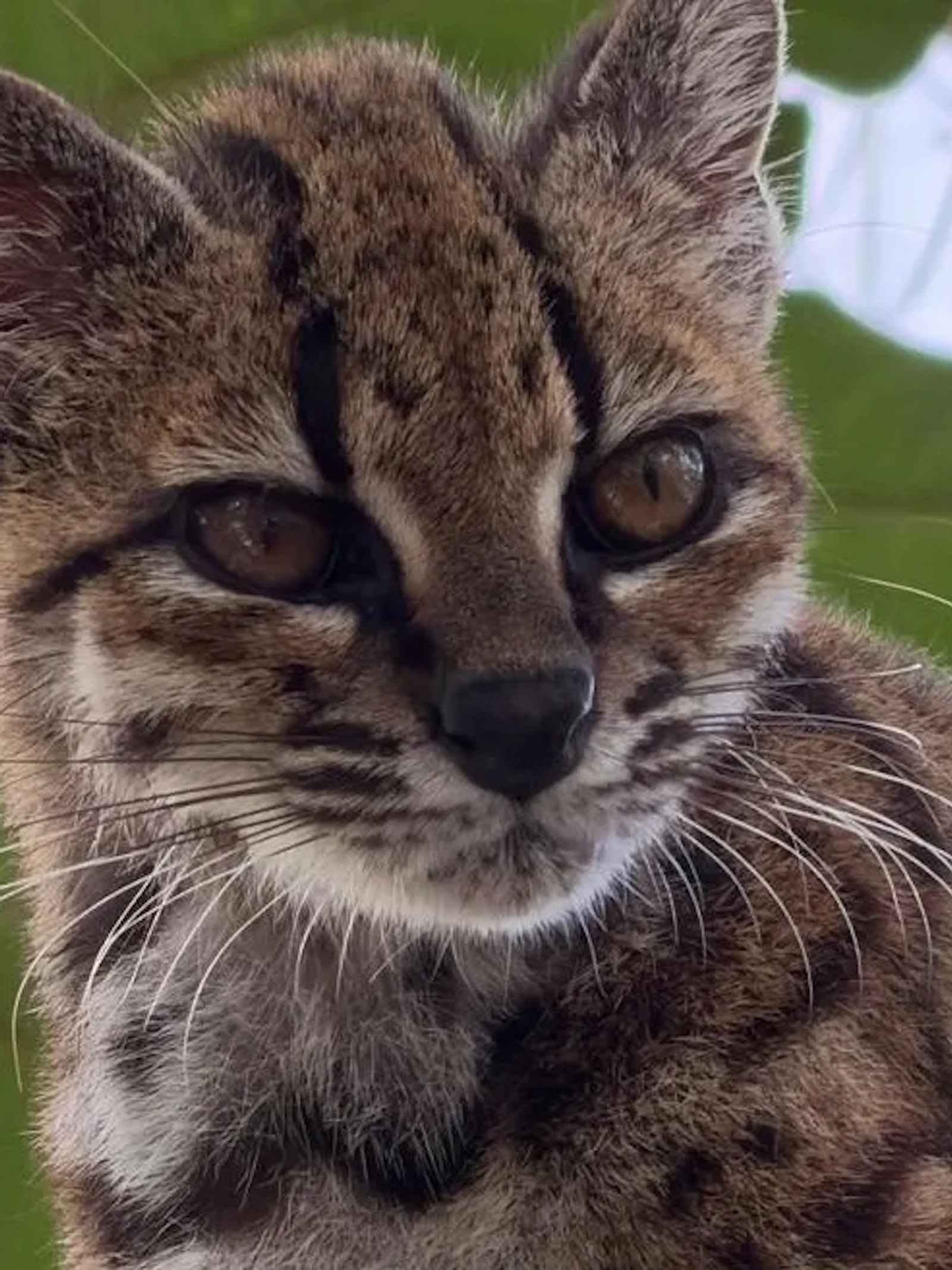 Eerste ontdekking van nieuwe kattensoort in meer dan een eeuw