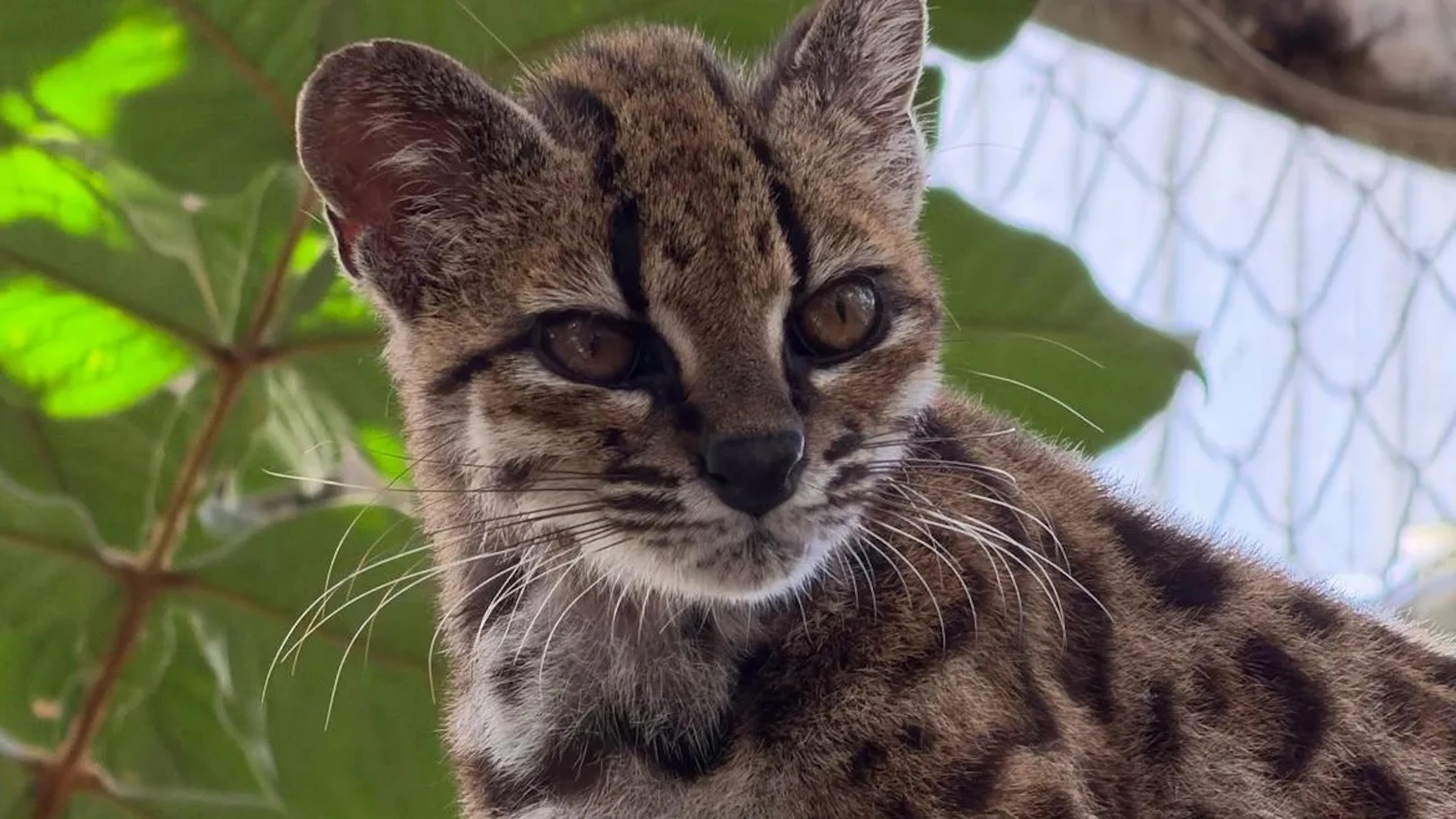 Eerste ontdekking van nieuwe kattensoort in meer dan een eeuw