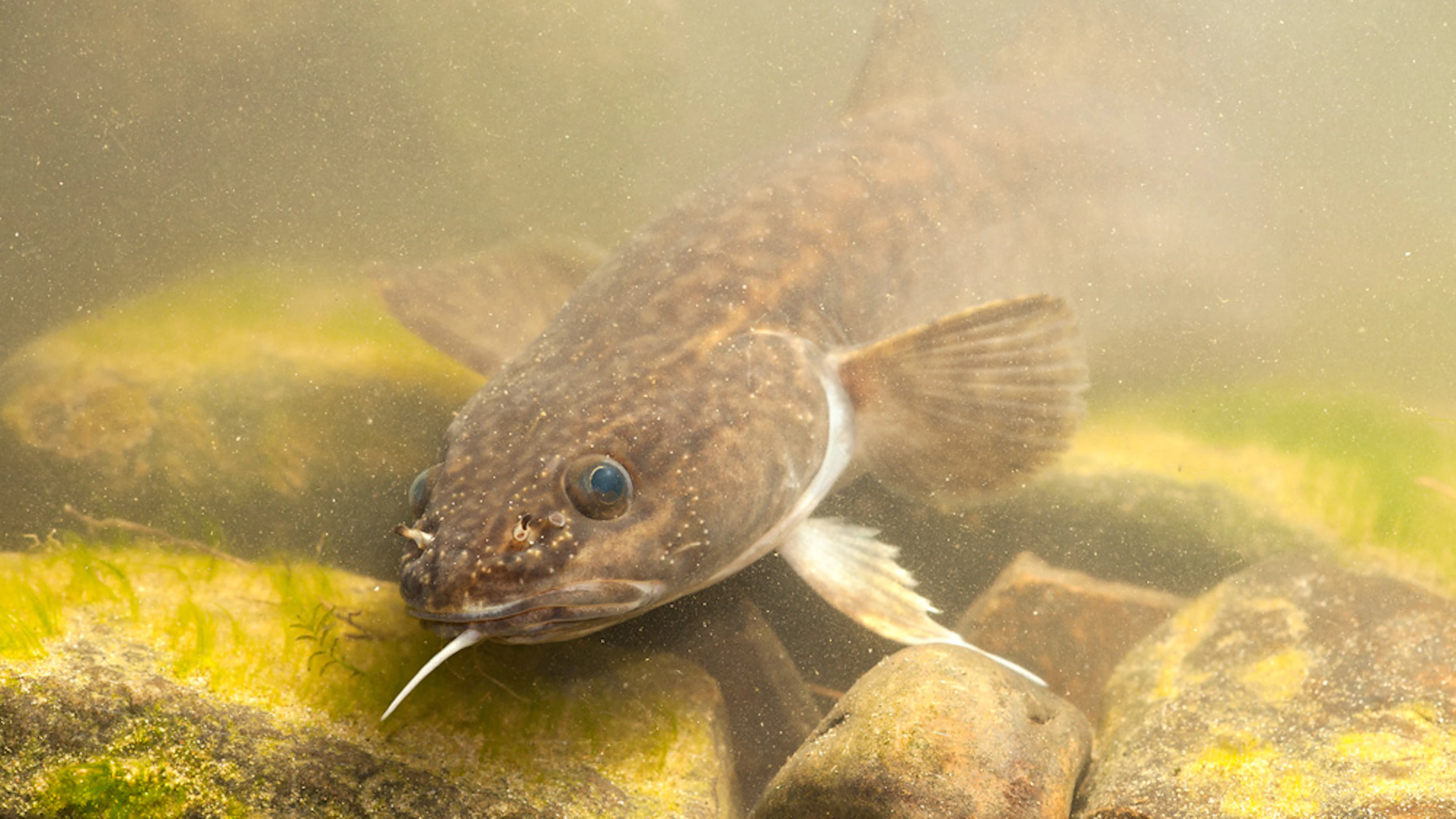 Vissen als klokkenluiders van de waterkwaliteit