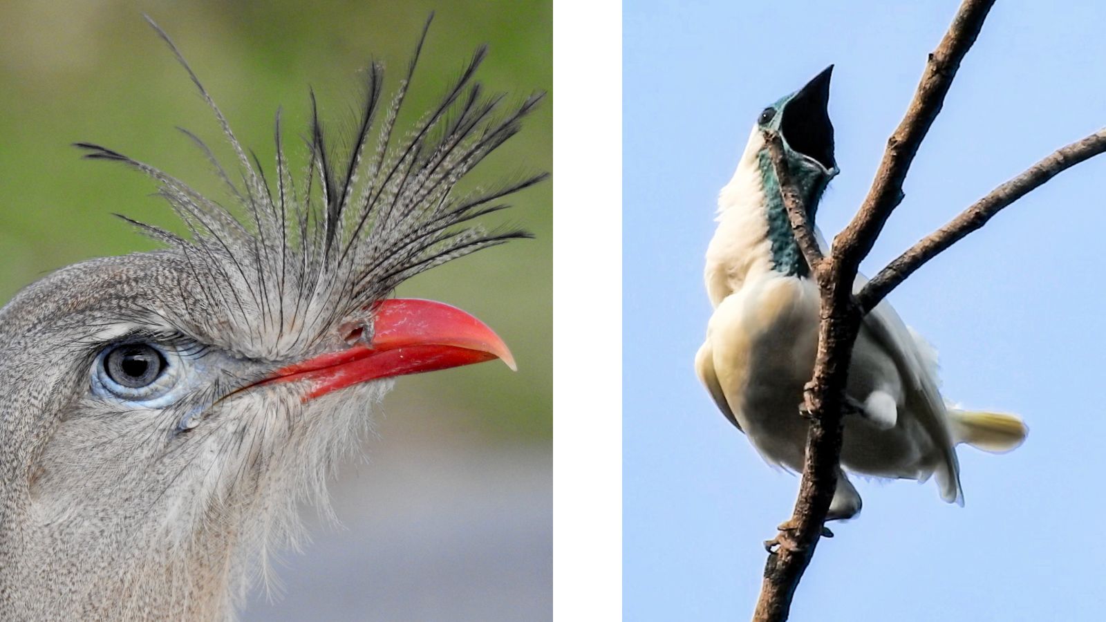 Dit zijn de luidste vogels ter wereld