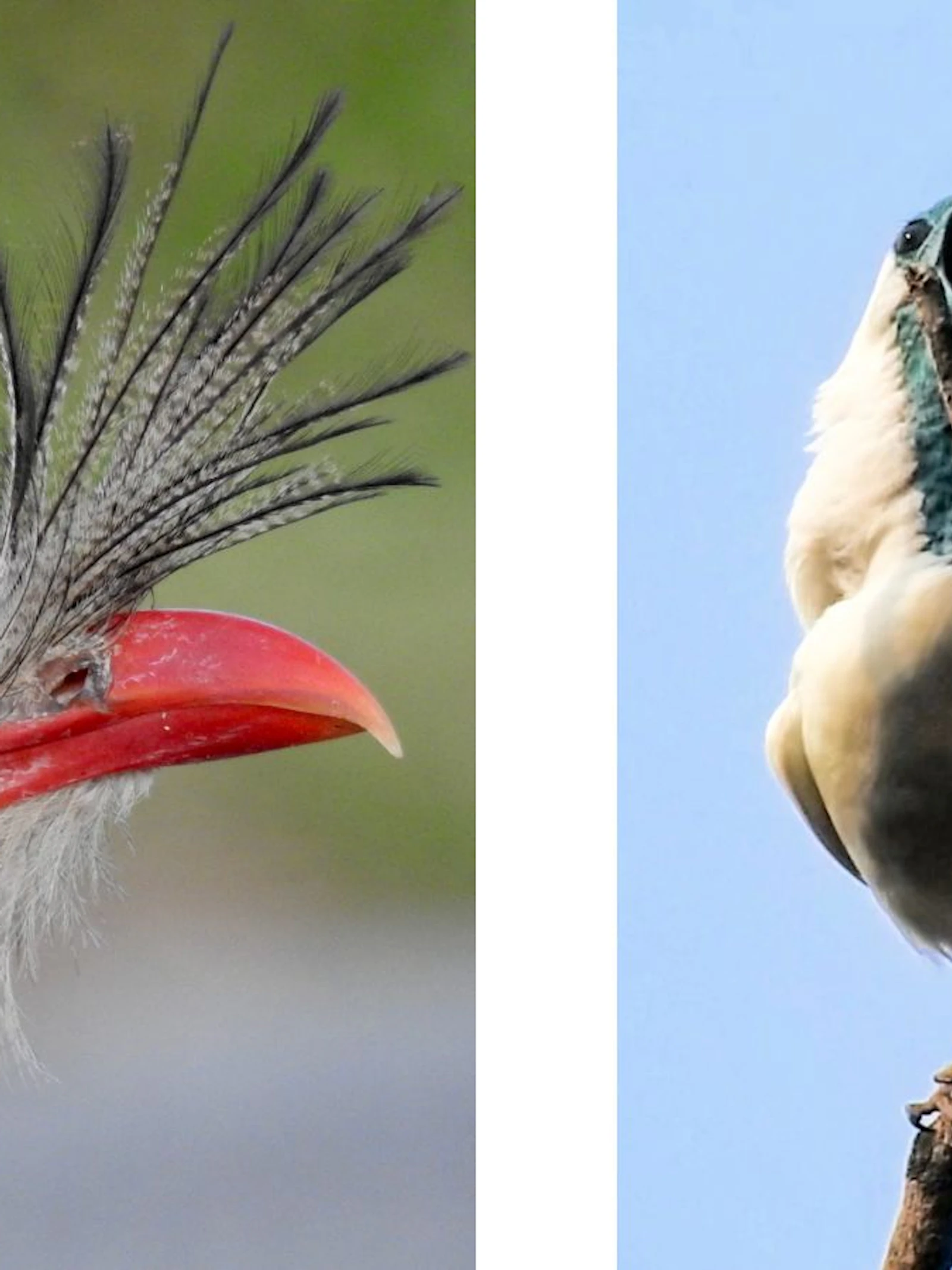 Dit zijn de luidste vogels ter wereld