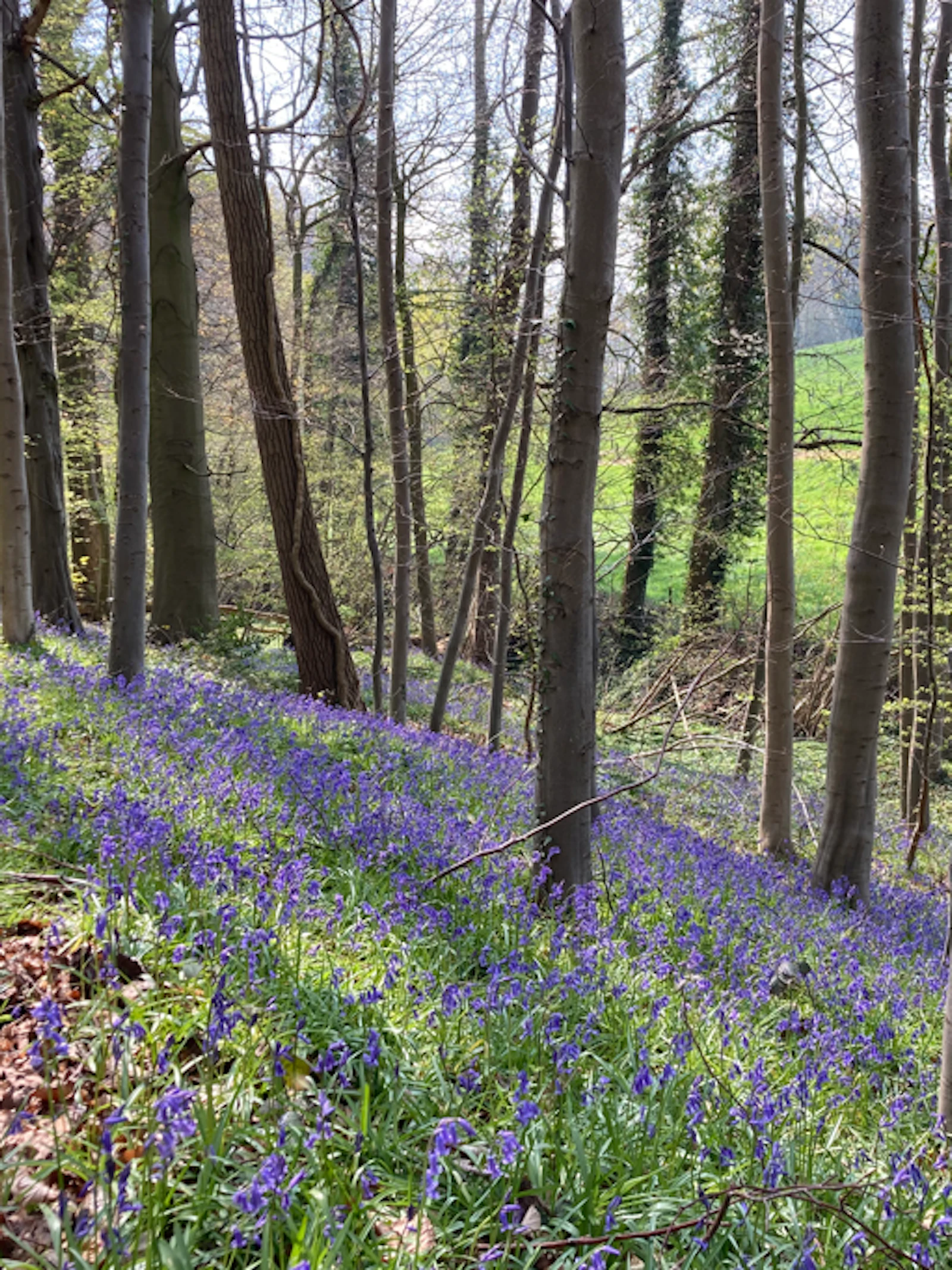 Het Bos Ter Rijst in Schorisse is één van de 54 bossen die op exact dezelfde manier werden bemonsterd in 1997 en 2023 om de veranderingen in biodiversiteit van loopkevers te bestuderen. © Frederik Hendrickx, Instituut voor Natuurwetenschappen Het Bos Ter Rijst in Schorisse is één van de 54 bossen die op exact dezelfde manier werden bemonsterd in 1997 en 2023 om de veranderingen in biodiversiteit van loopkevers te bestuderen. © Frederik Hendrickx, Instituut voor Natuurwetenschappen