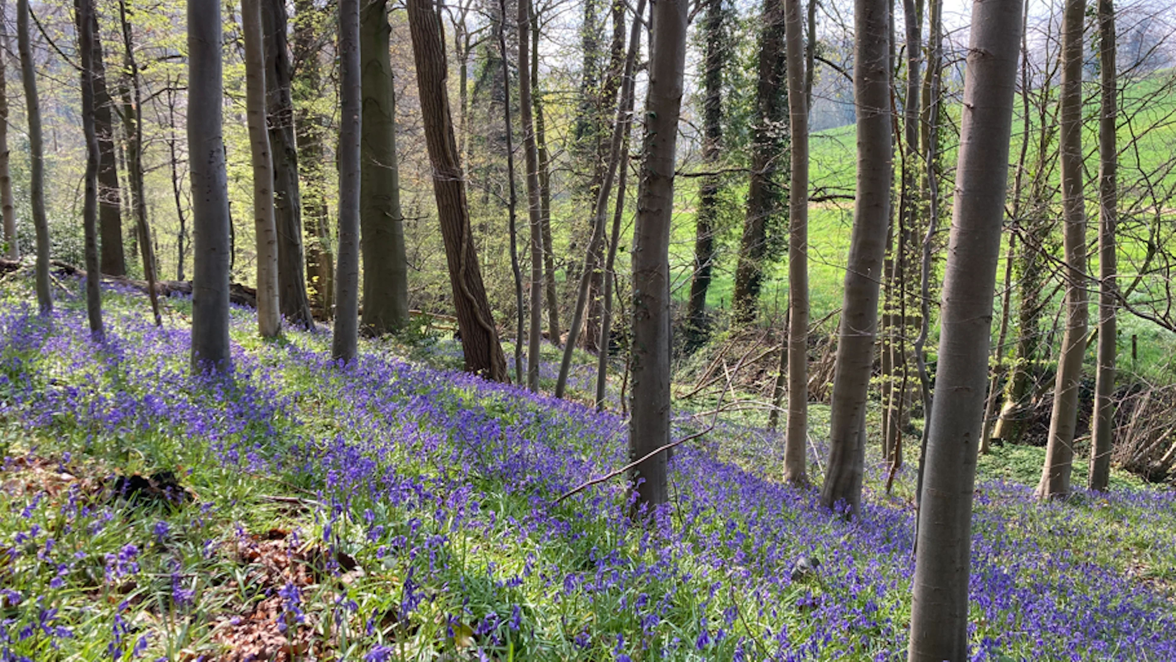 Het Bos Ter Rijst in Schorisse is één van de 54 bossen die op exact dezelfde manier werden bemonsterd in 1997 en 2023 om de veranderingen in biodiversiteit van loopkevers te bestuderen. © Frederik Hendrickx, Instituut voor Natuurwetenschappen Het Bos Ter Rijst in Schorisse is één van de 54 bossen die op exact dezelfde manier werden bemonsterd in 1997 en 2023 om de veranderingen in biodiversiteit van loopkevers te bestuderen. © Frederik Hendrickx, Instituut voor Natuurwetenschappen
