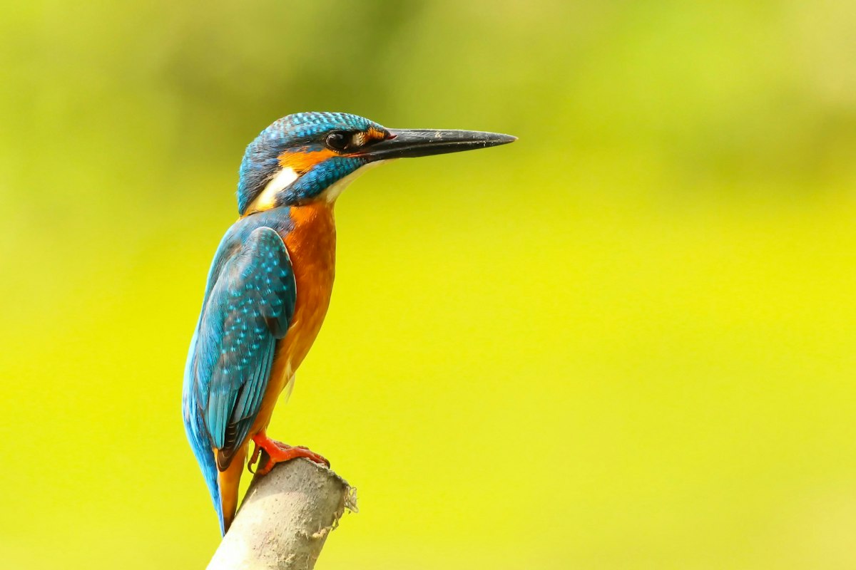 Hoe komen vogels aan hun prachtige kleuren? | EOS Wetenschap