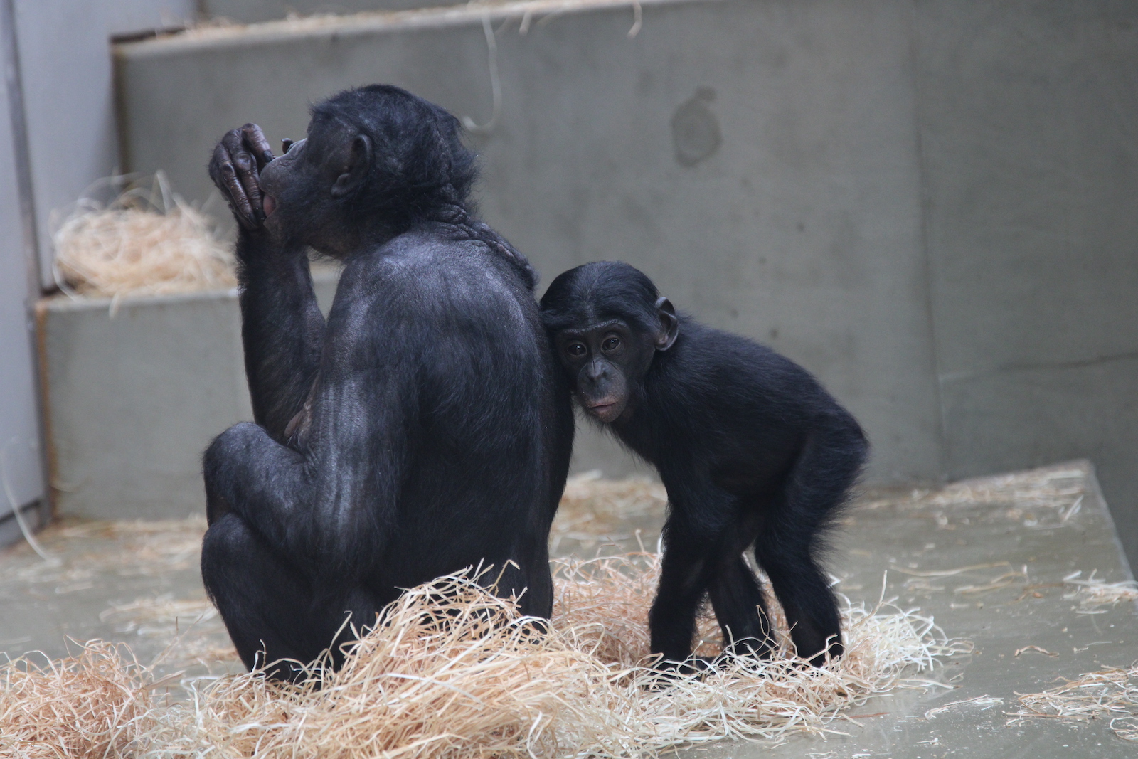 Bonobo