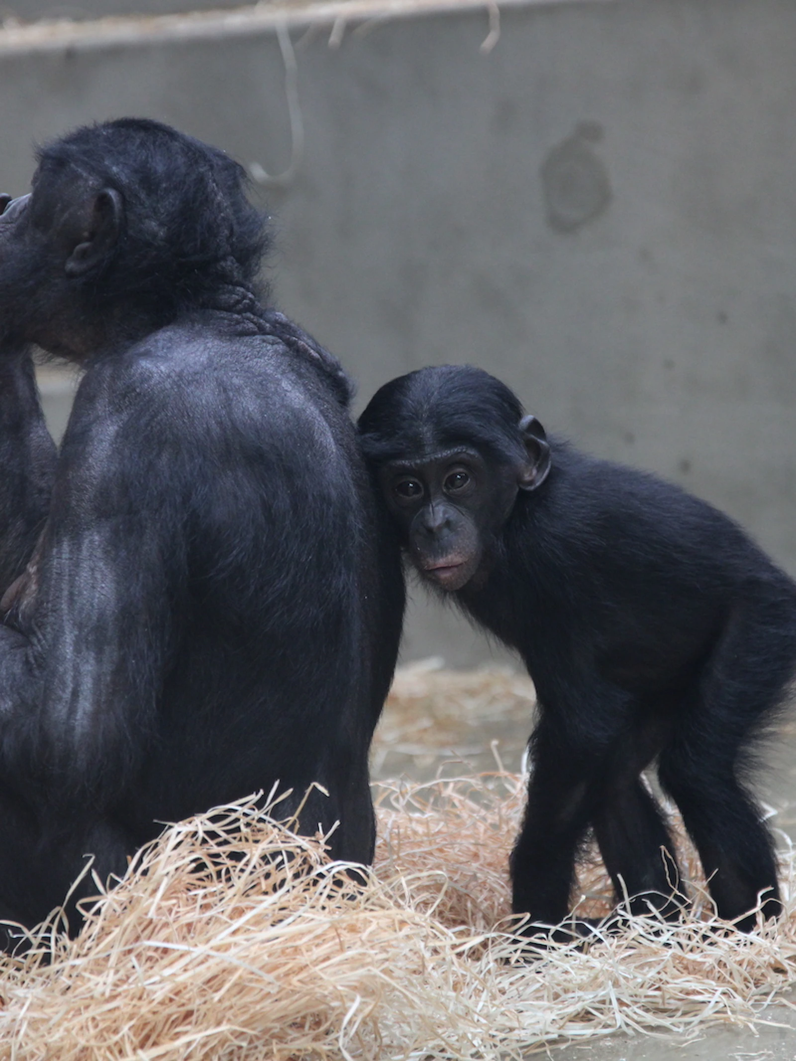 Bonobo