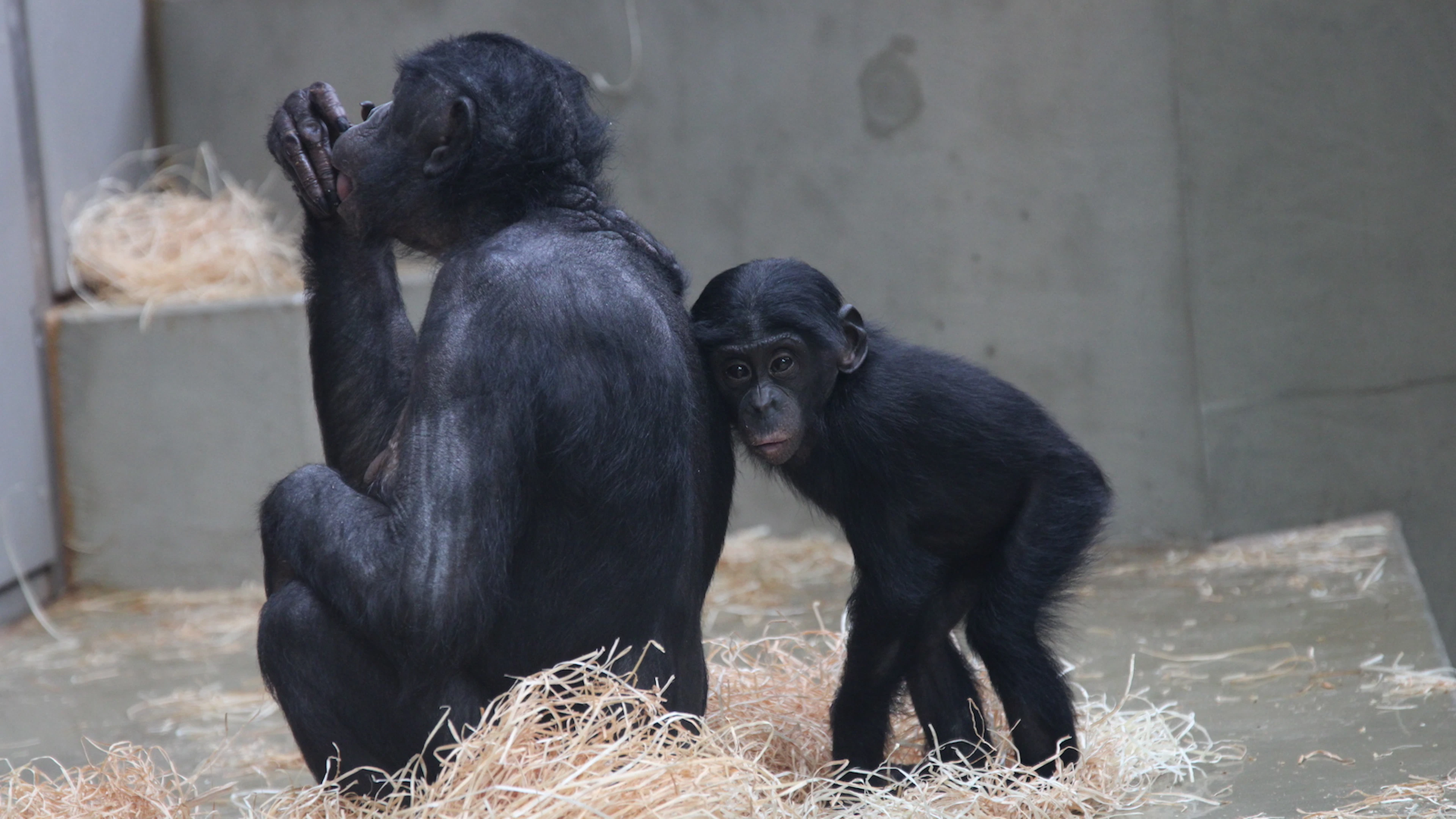 Bonobo