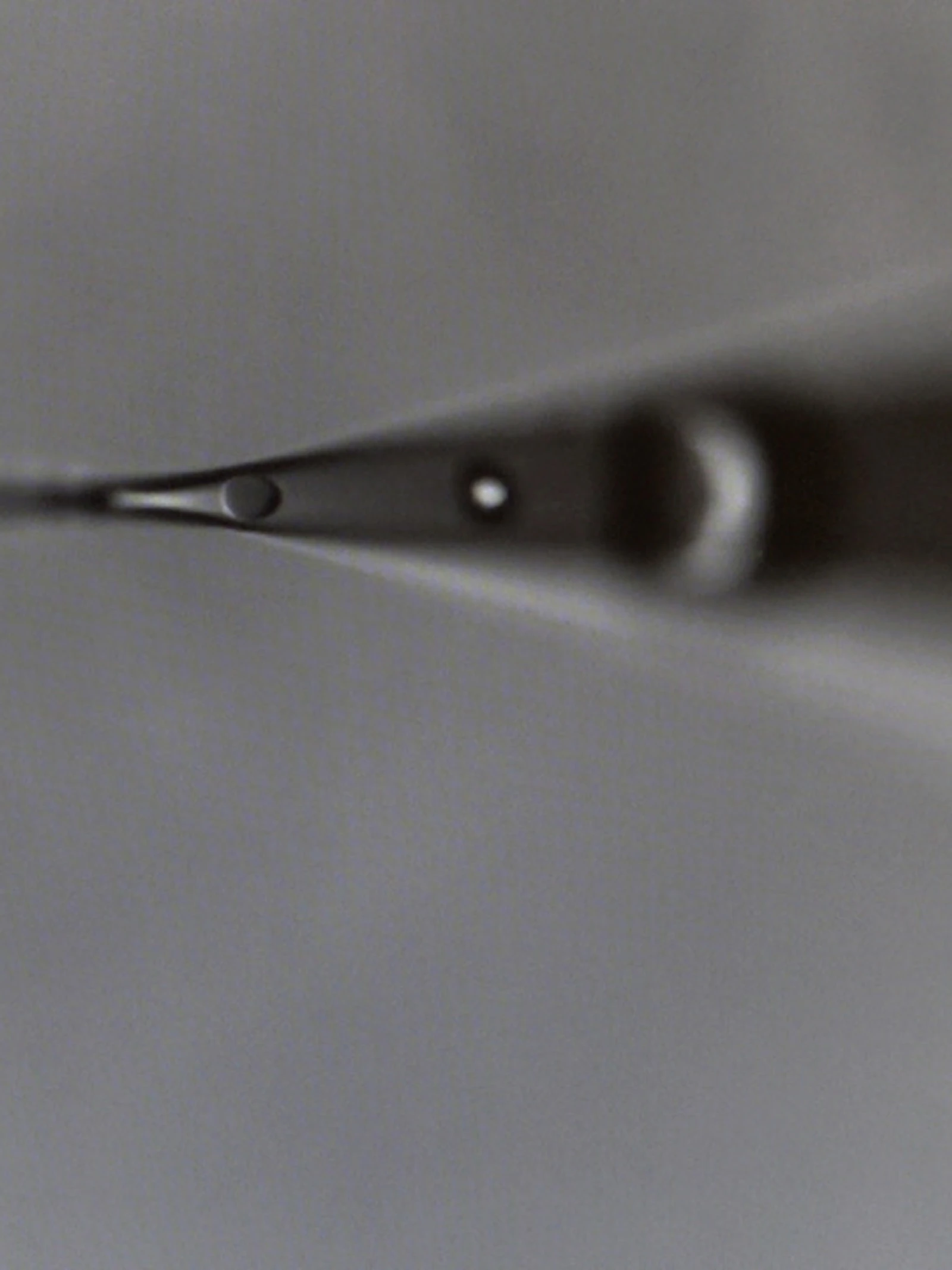 Manned Flight – Rotifers in Action