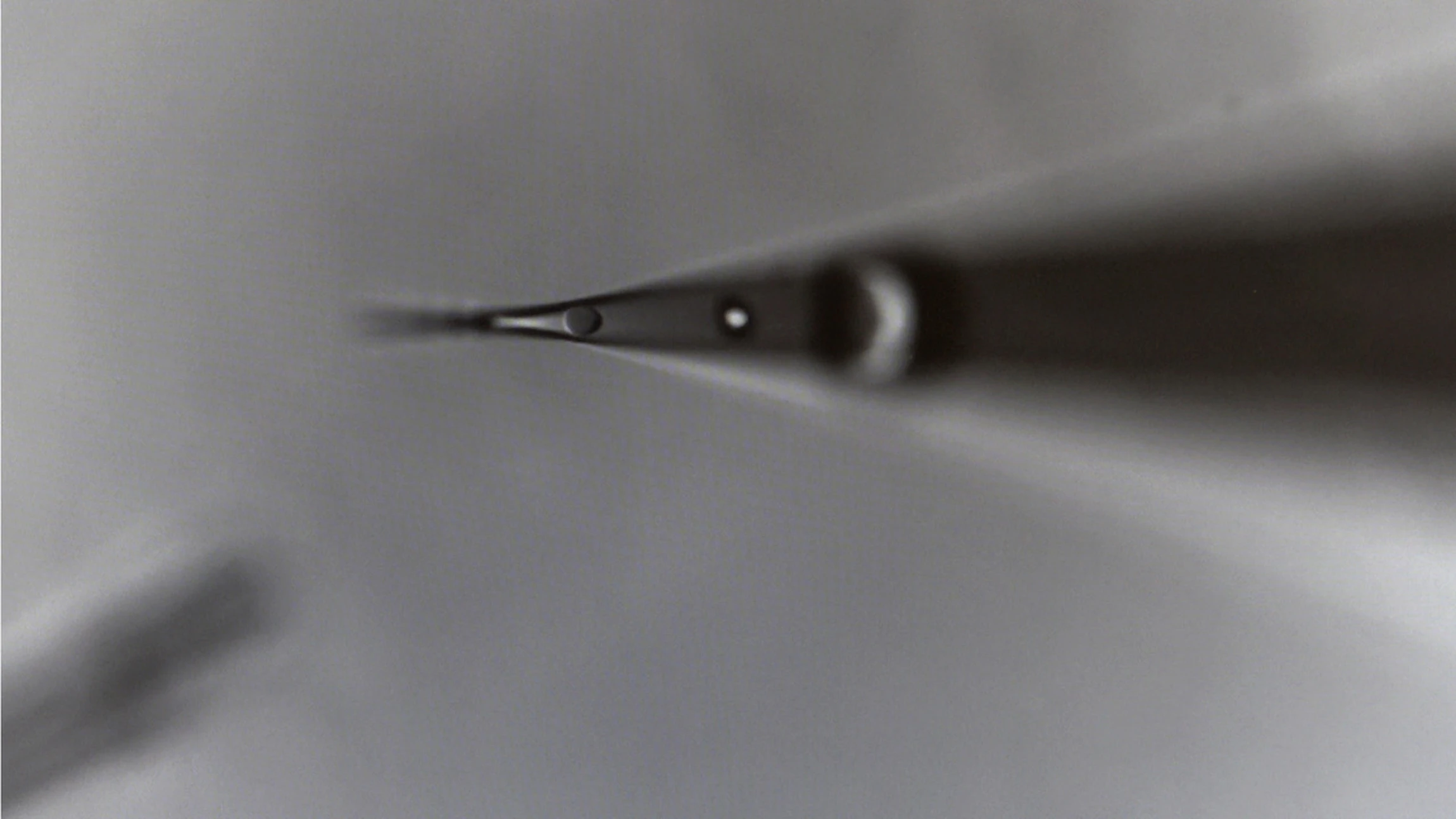 Manned Flight – Rotifers in Action