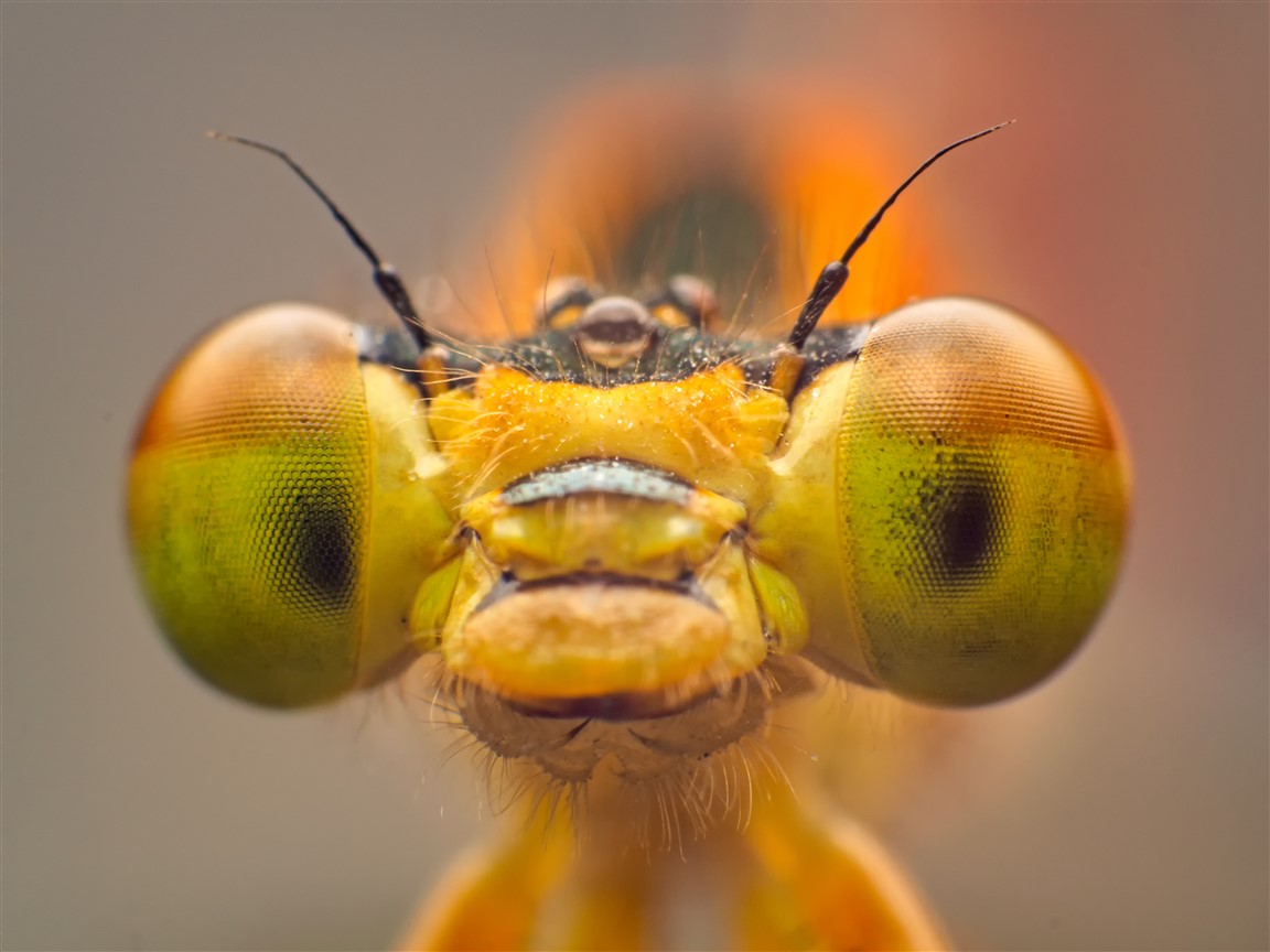 Hoe helpen insecten ons?