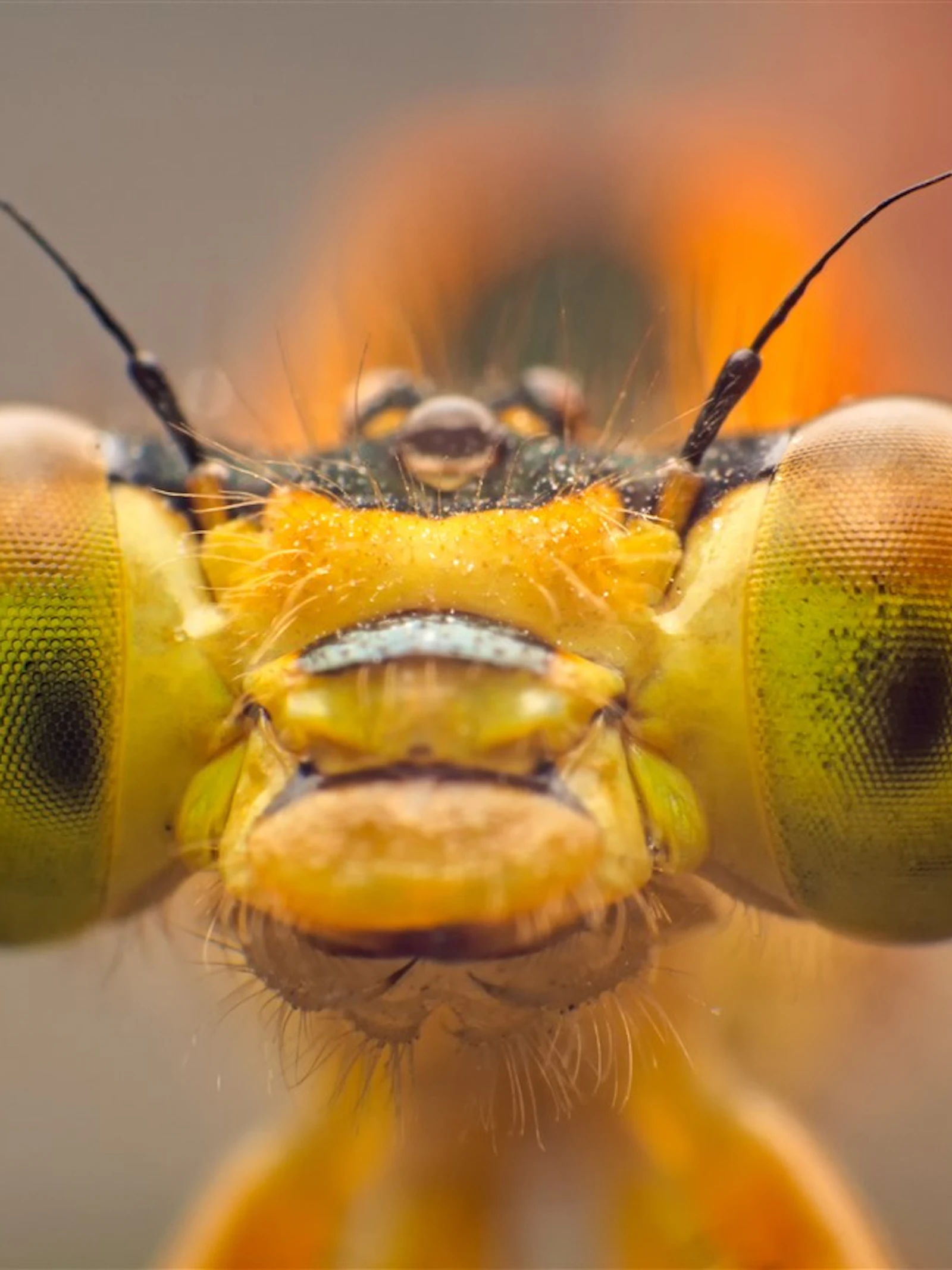 Hoe helpen insecten ons?
