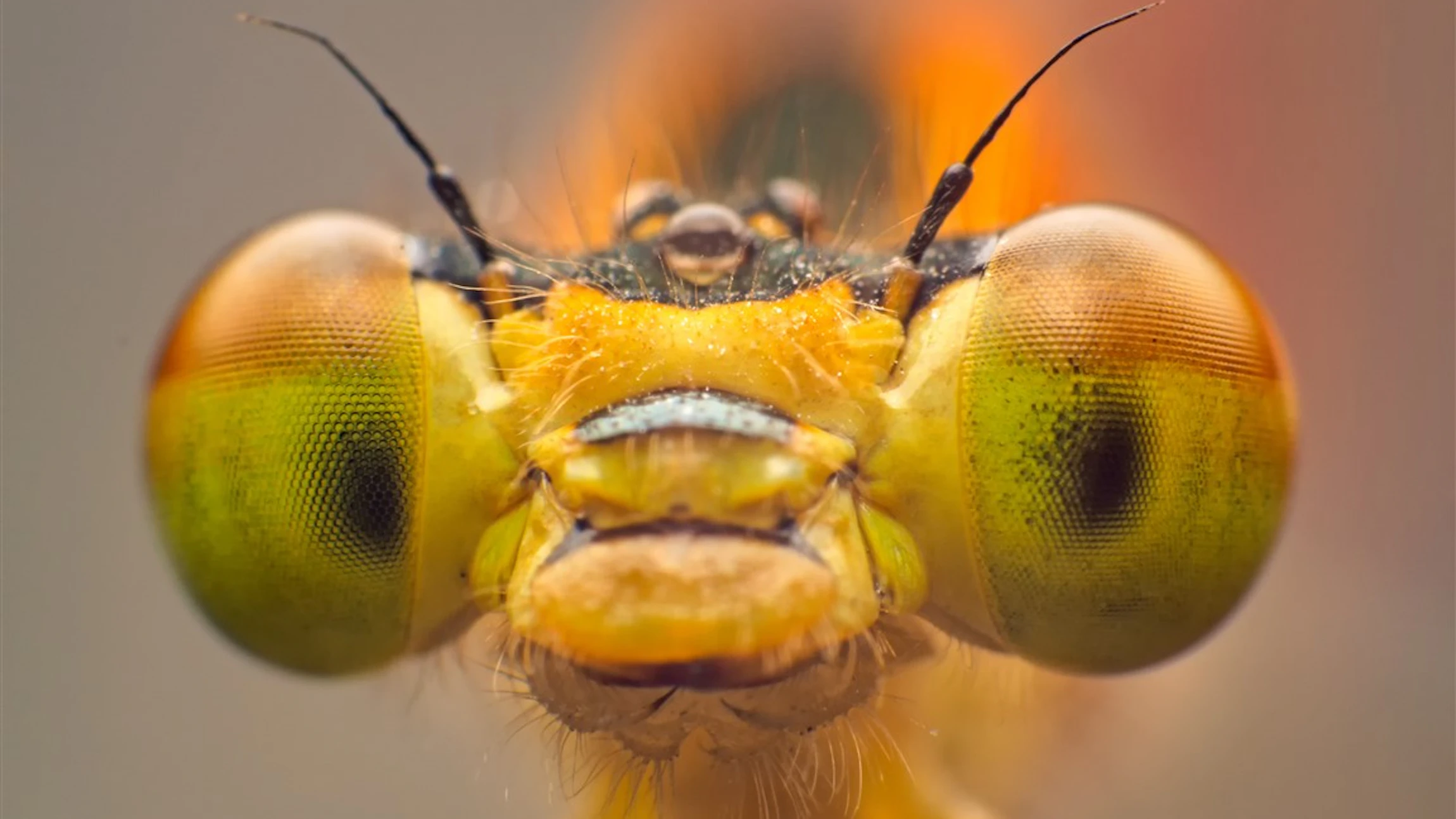Hoe helpen insecten ons?