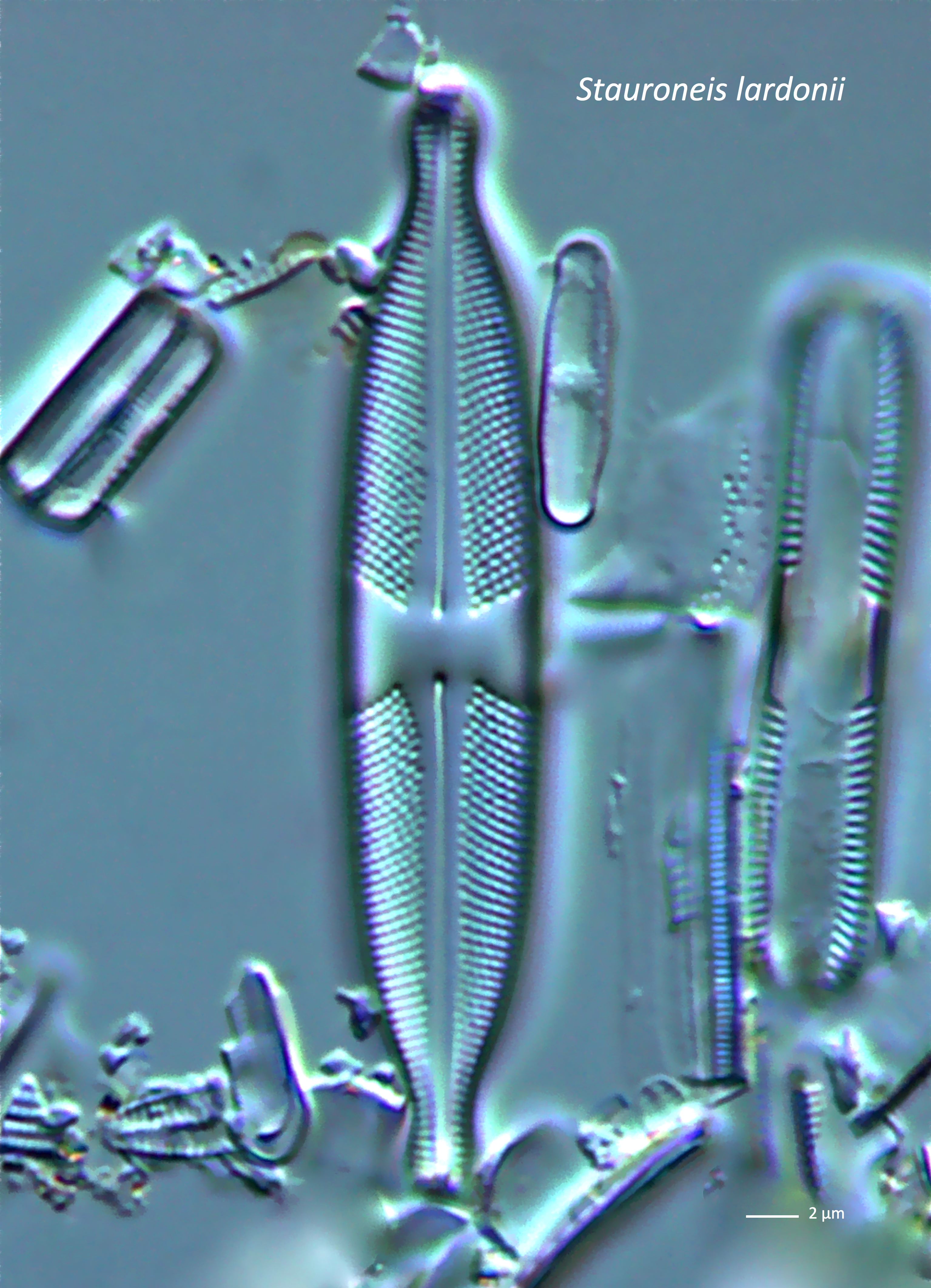 kiezelwier Strauneis Lardonii