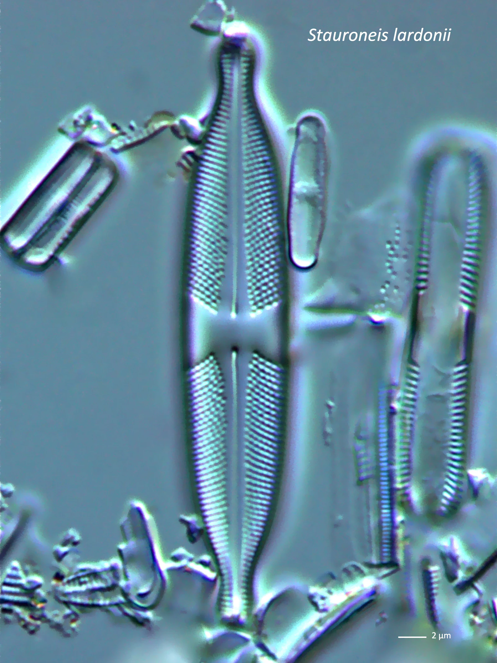 kiezelwier Strauneis Lardonii