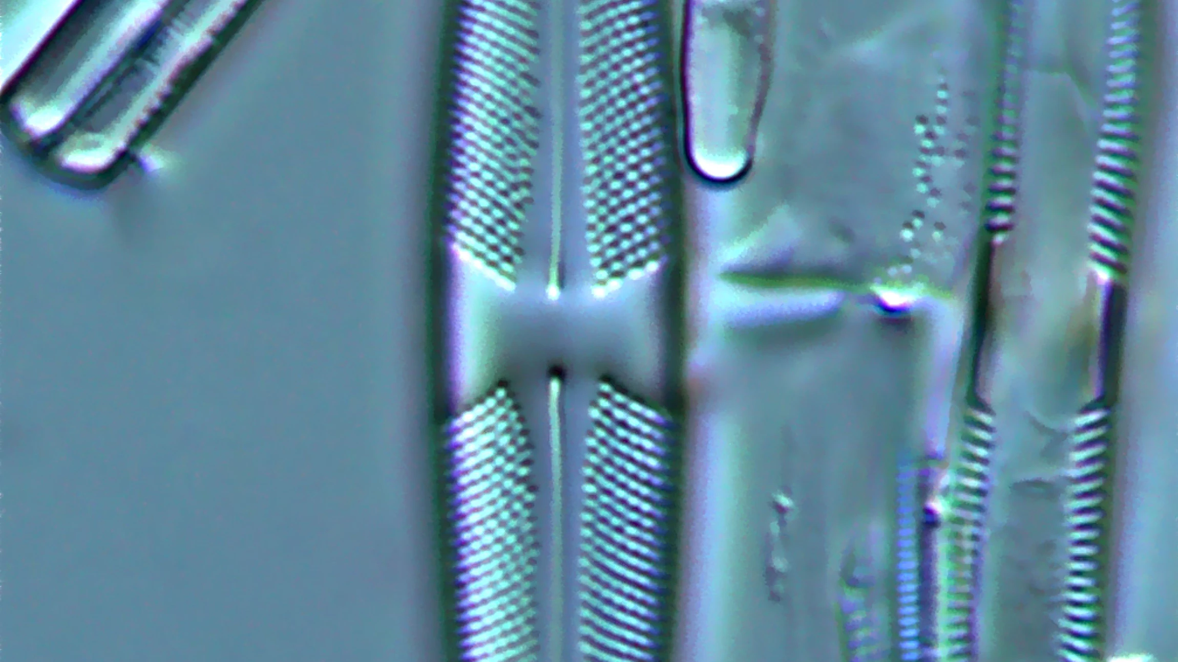 kiezelwier Strauneis Lardonii