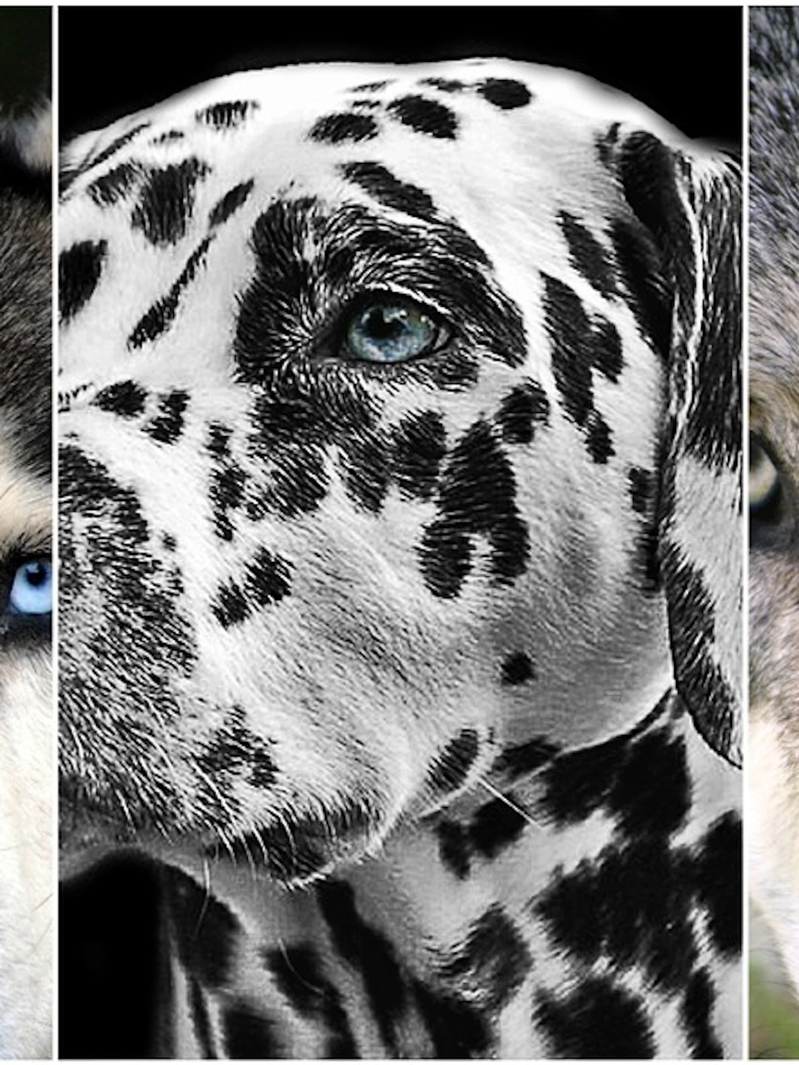 Pixabay
