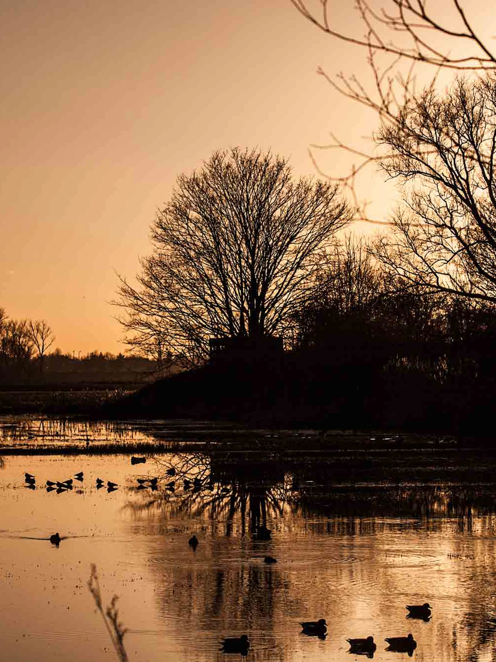 De Bourgoyen bij zonsondergang. Wij willen weten wat erna gebeurt in het natuurdomein!