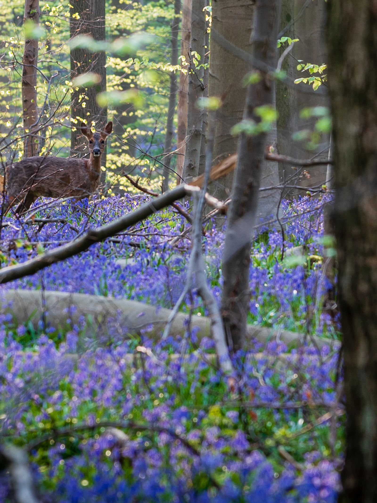 Het Nationaal Park Brabantse Wouden. Natuur om te koesteren