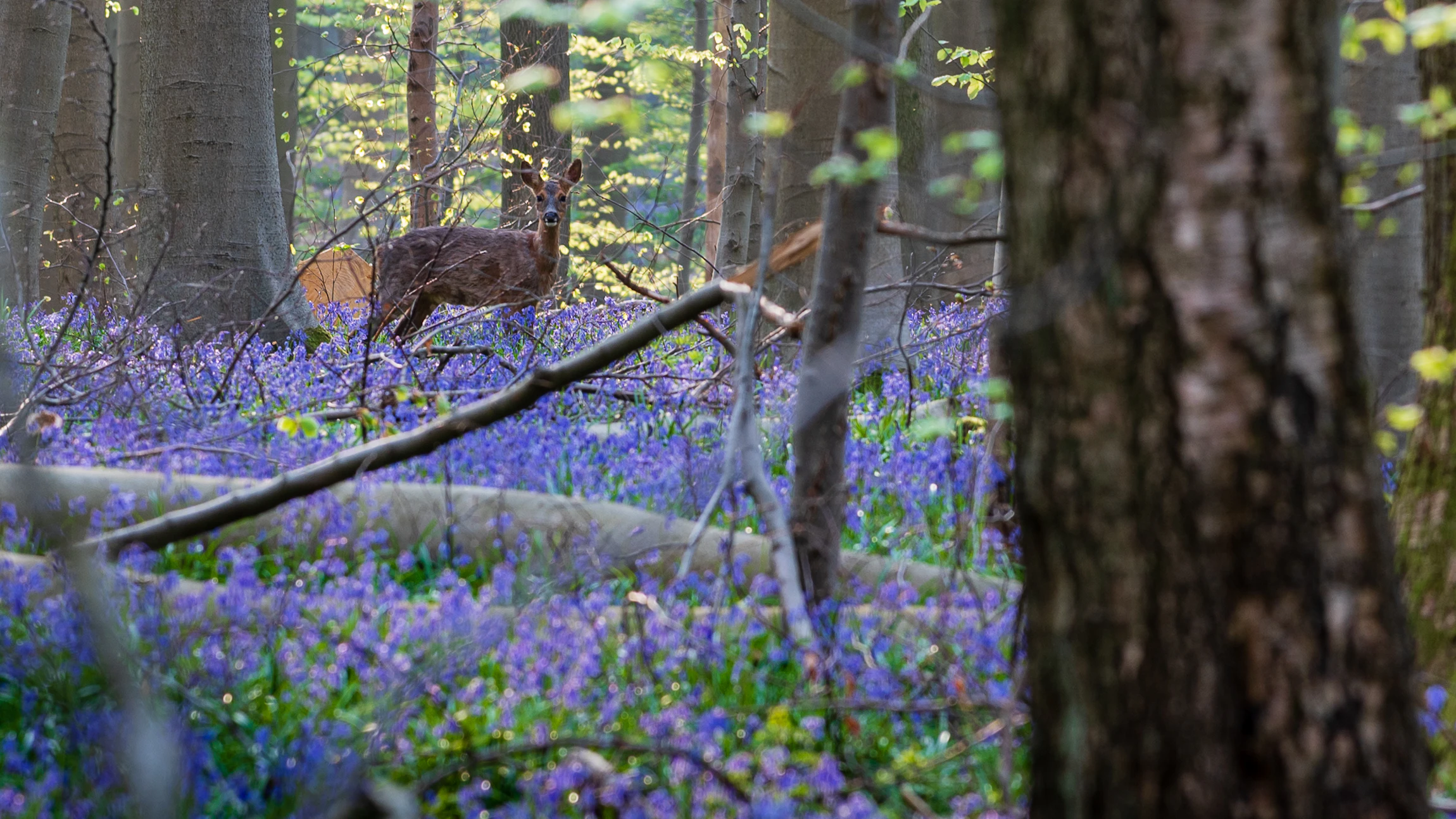Het Nationaal Park Brabantse Wouden. Natuur om te koesteren