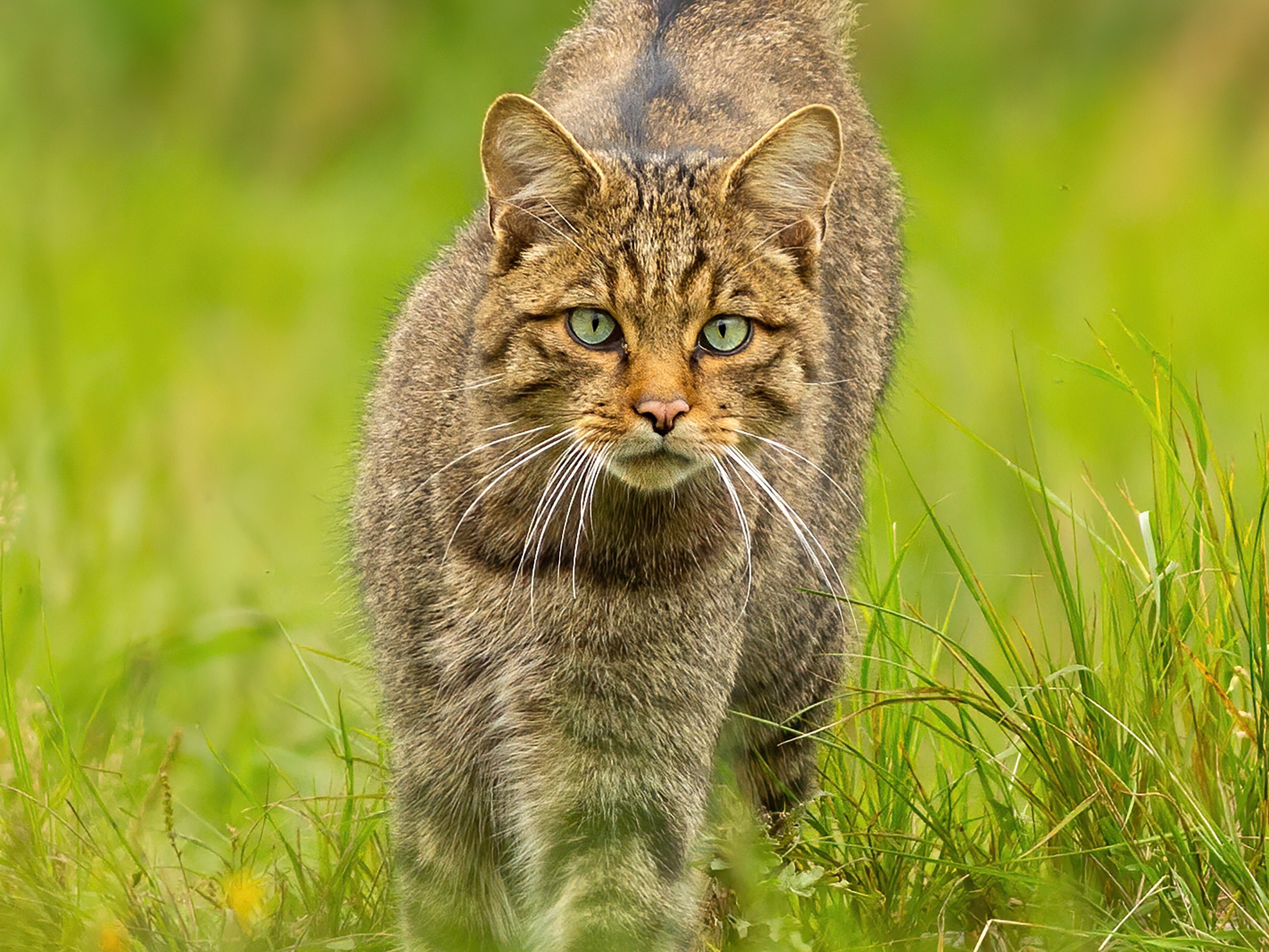 Doe eens lekker Wild!
