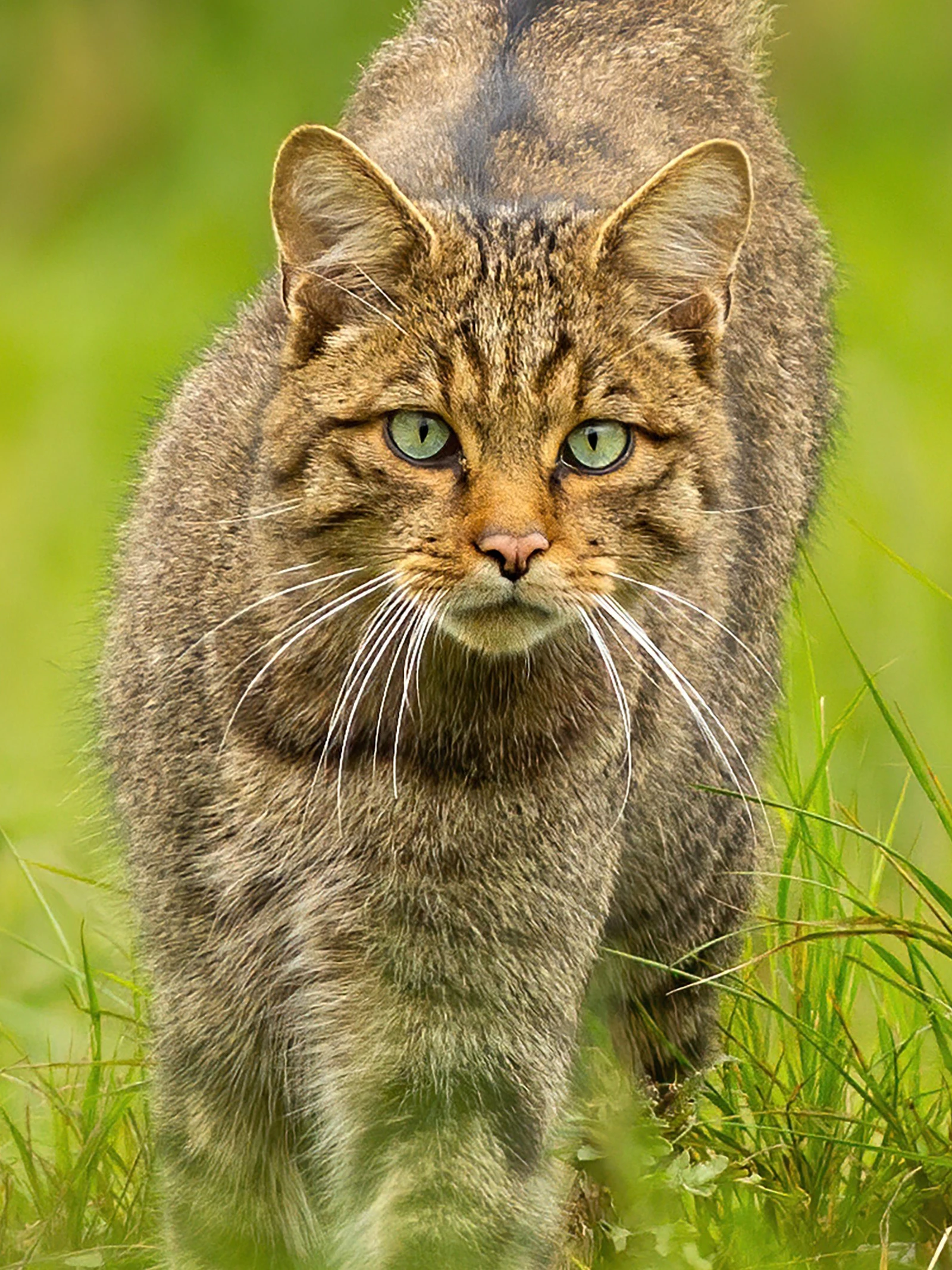 Doe eens lekker Wild!