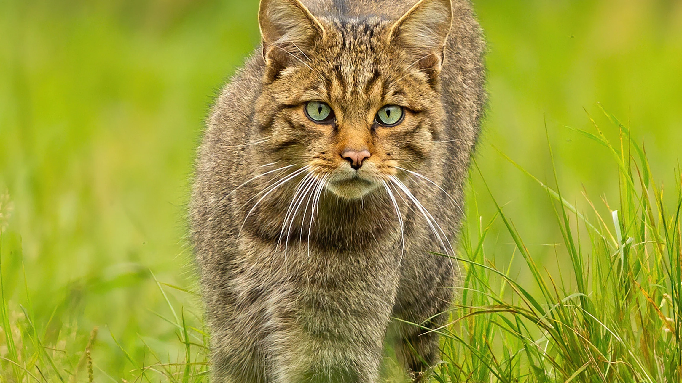 Doe eens lekker Wild!