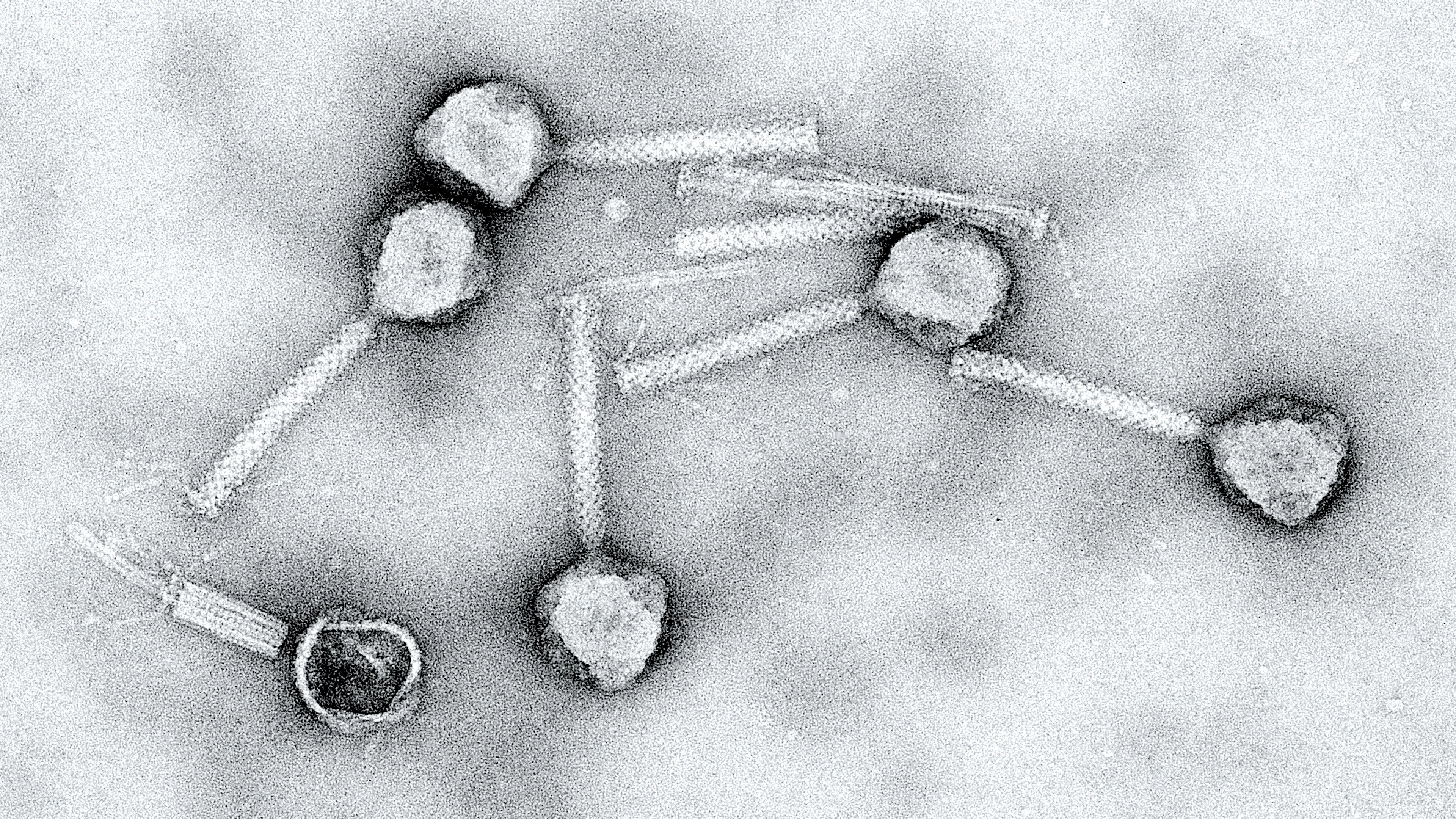 Bacteriofagen als alternatief om bacteriële infecties te bestrijden