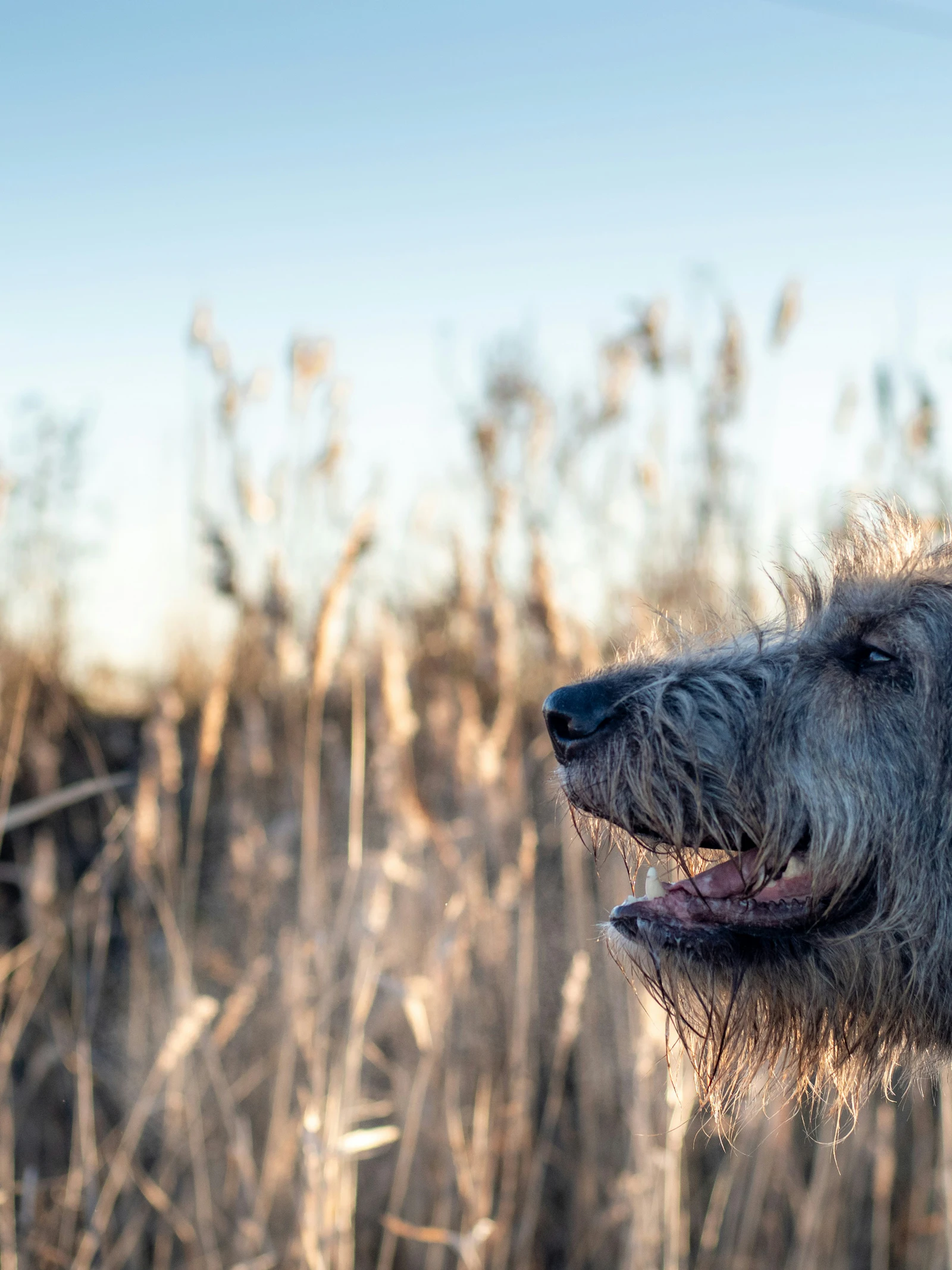Mannelijke hond Mannelijke honden leven minder lang