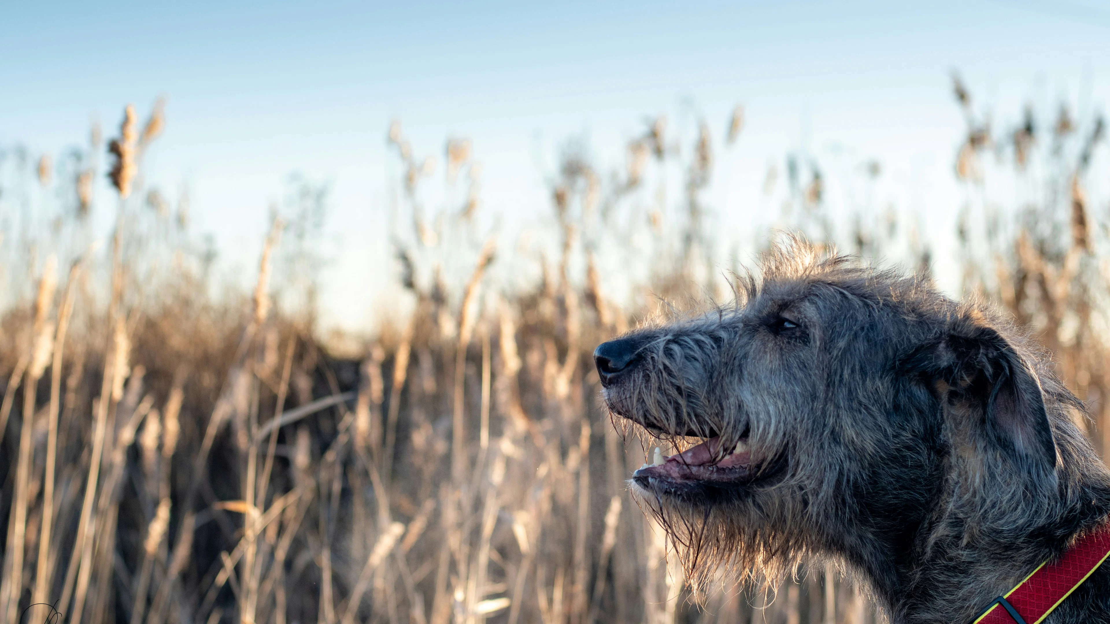 Mannelijke hond Mannelijke honden leven minder lang