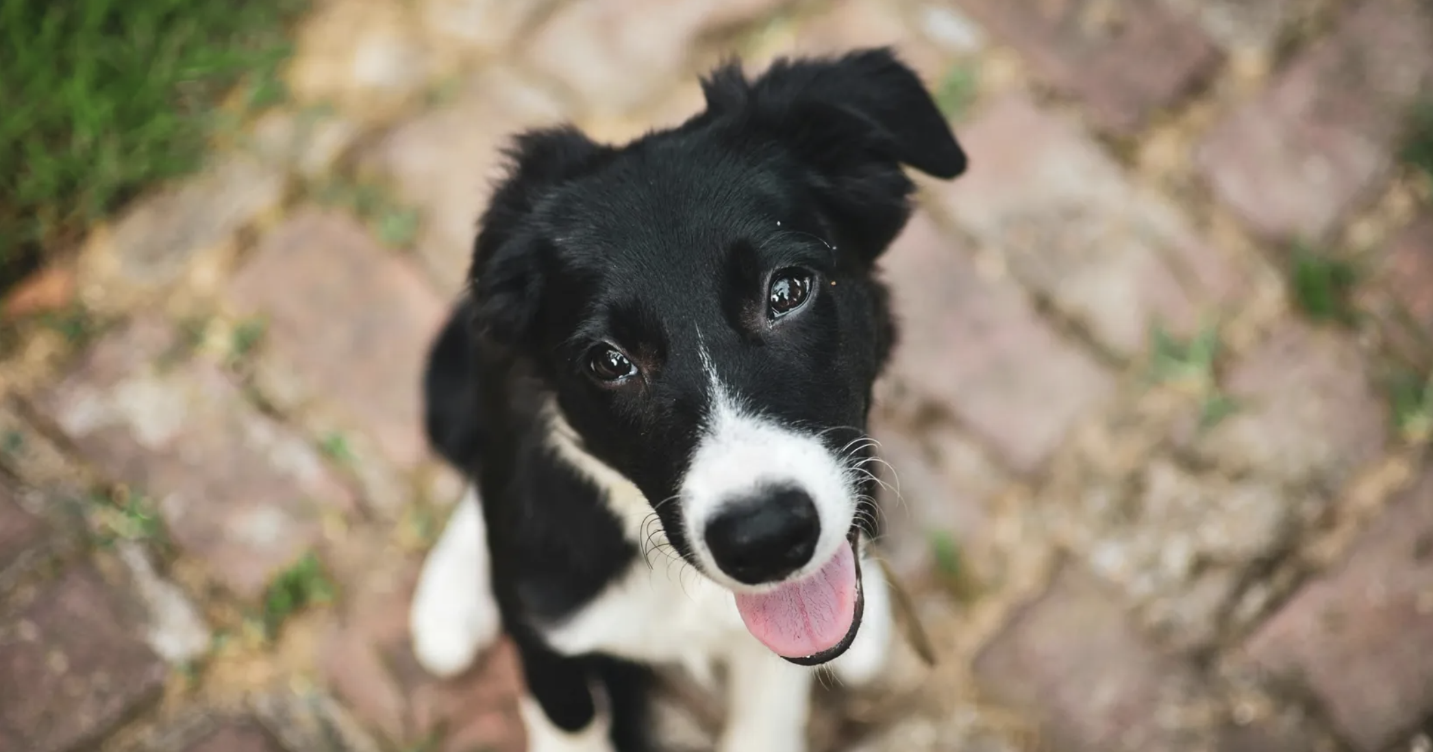 Als je tegen een hond praat, kantelen ze weleens hun kop. Dat ziet er mega schattig uit, maar waarom doen ze dat? Wetenschappers hebben 4 goede verklaringen.