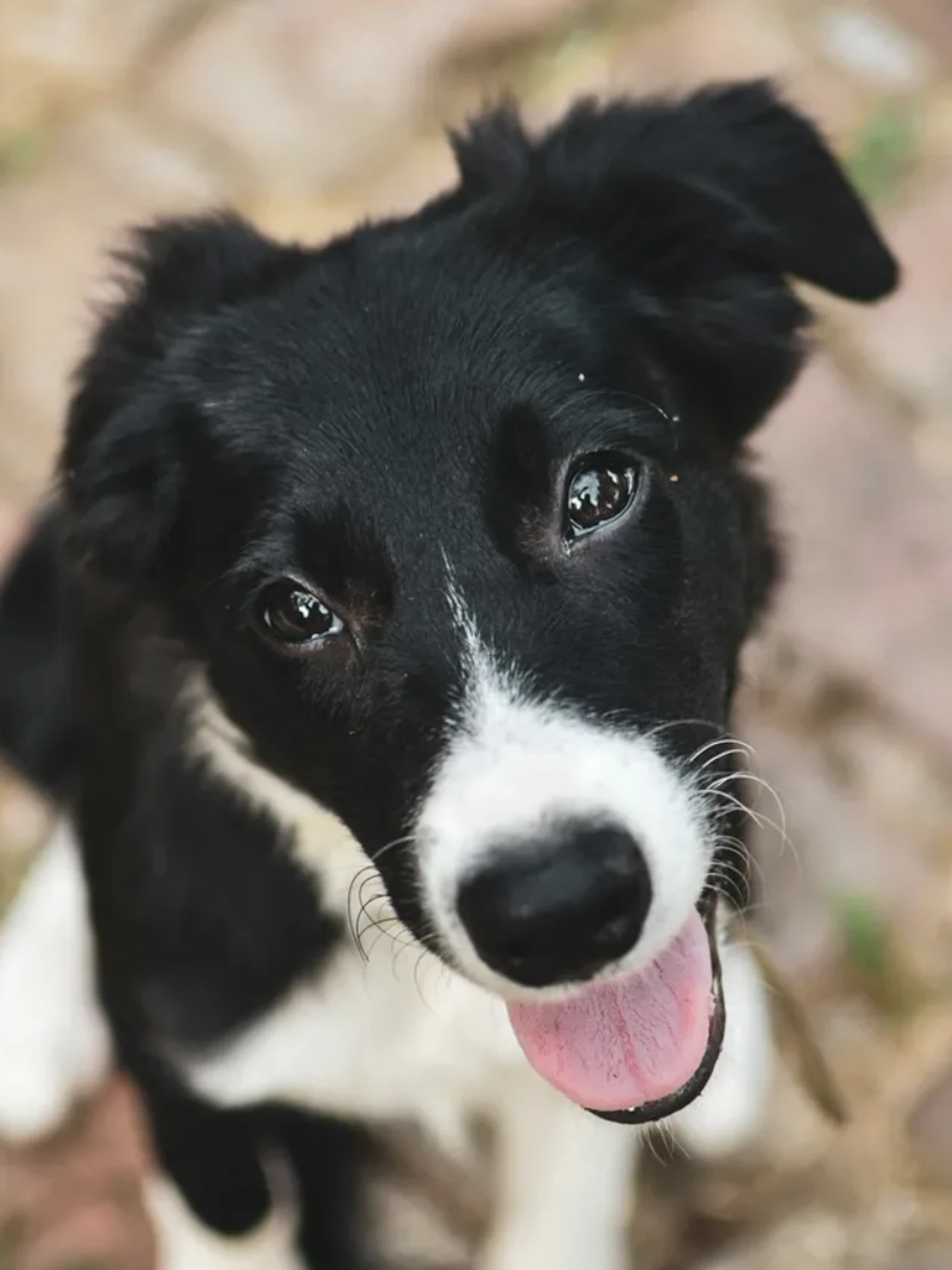 Huh? Waarom houden honden hun kop scheef? Als je tegen een hond praat, kantelen ze weleens hun kop. Dat ziet er mega schattig uit, maar waarom doen ze dat? Wetenschappers hebben 4 goede verklaringen.