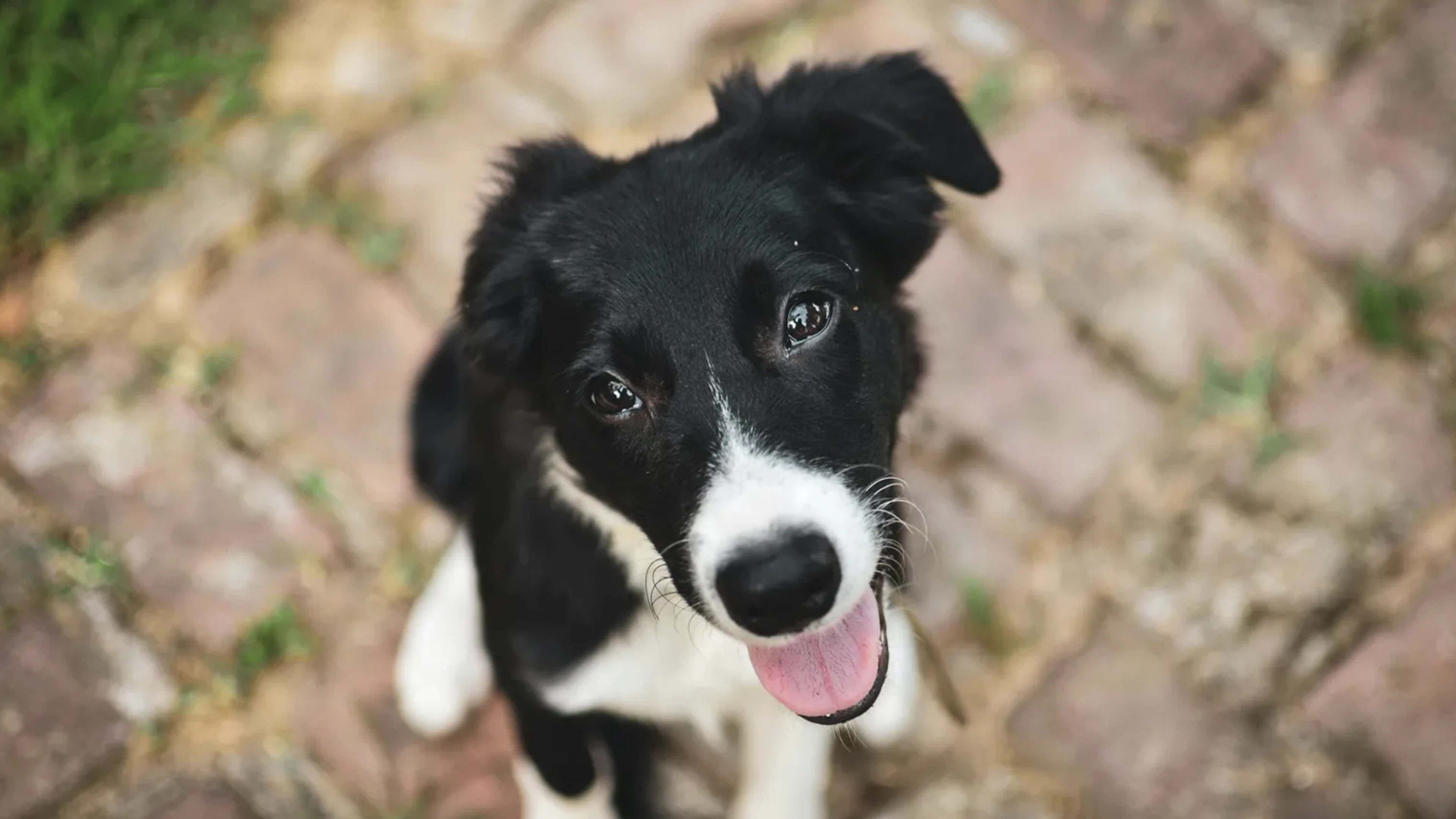 Huh? Waarom houden honden hun kop scheef? Als je tegen een hond praat, kantelen ze weleens hun kop. Dat ziet er mega schattig uit, maar waarom doen ze dat? Wetenschappers hebben 4 goede verklaringen.